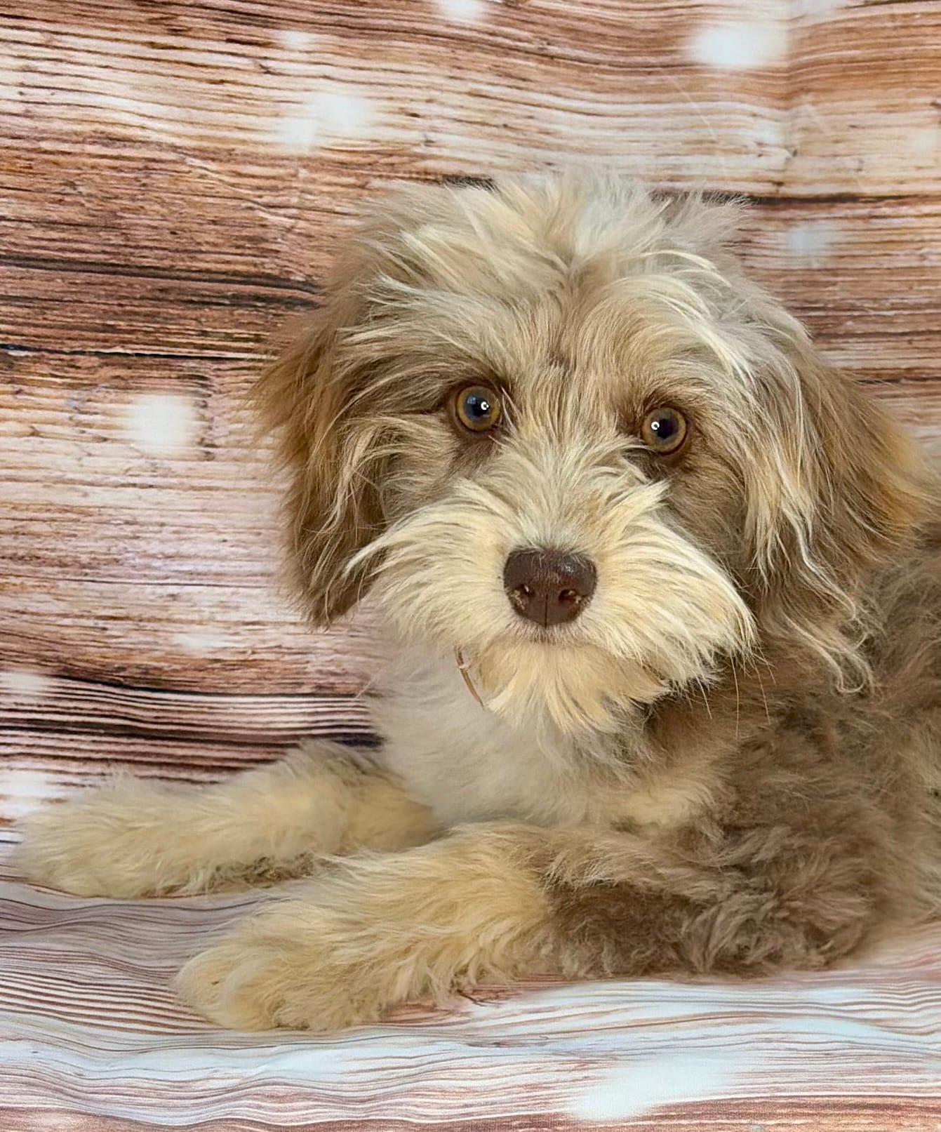 Hans – Miniature Aussiedoodle puppy for sale in Decorah, IA