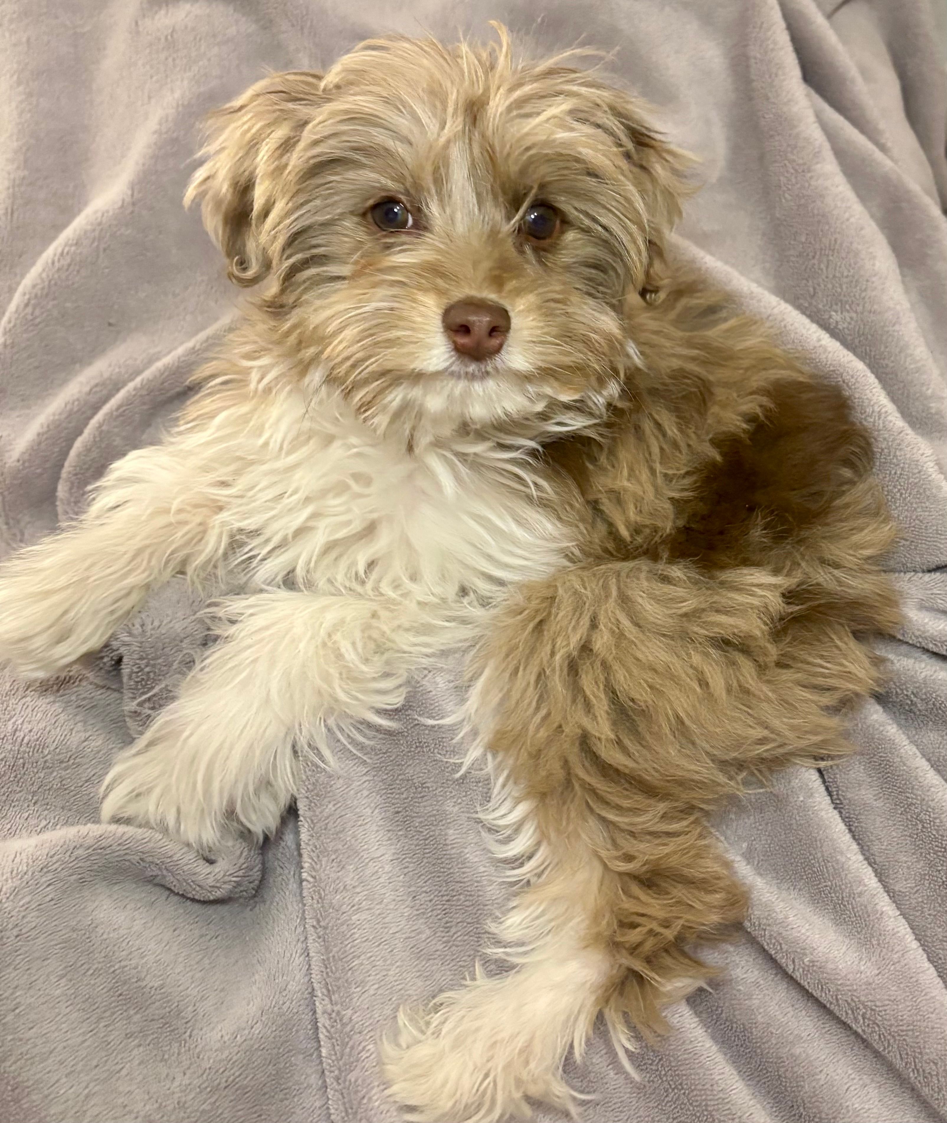 Elsa – Poodle - Toy , Miniature Aussiedoodle puppy for sale in Decorah, IA