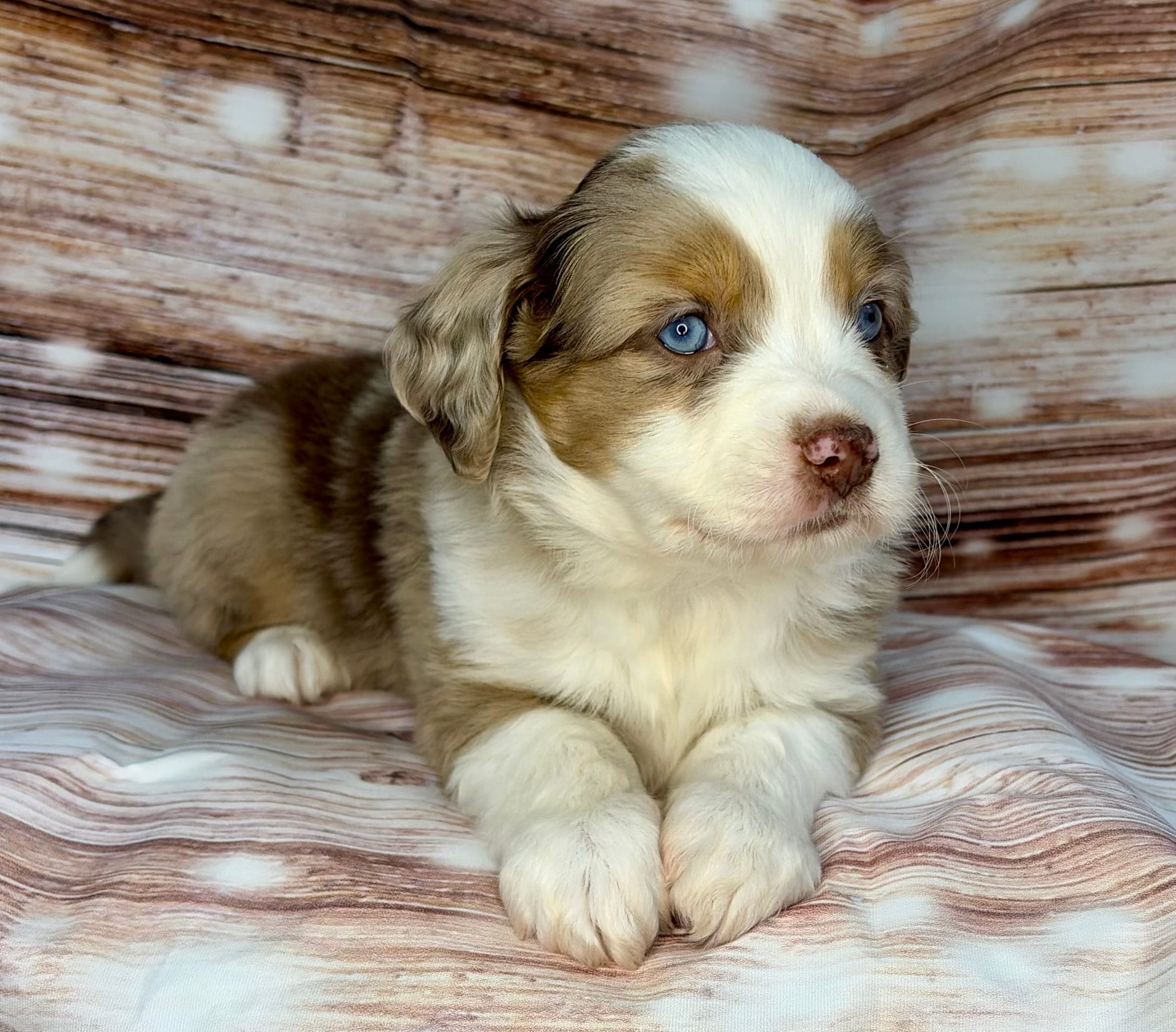 Wookie – Miniature Australian Shepherd puppy for sale in Decorah, IA