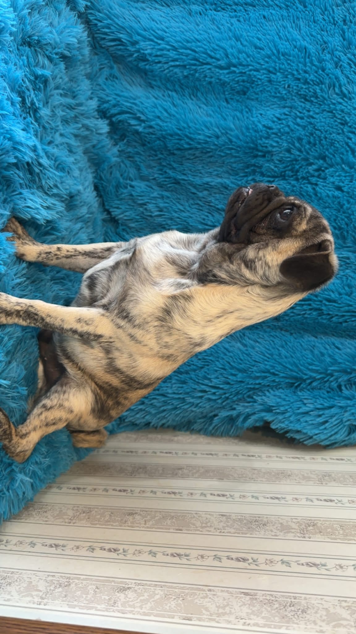 Tigger – Pug puppy for sale in Garfield, KY