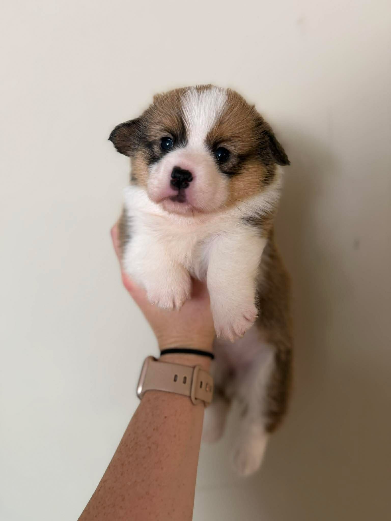 Girl – Pembroke Welsh Corgi puppy for sale in Moss, TN