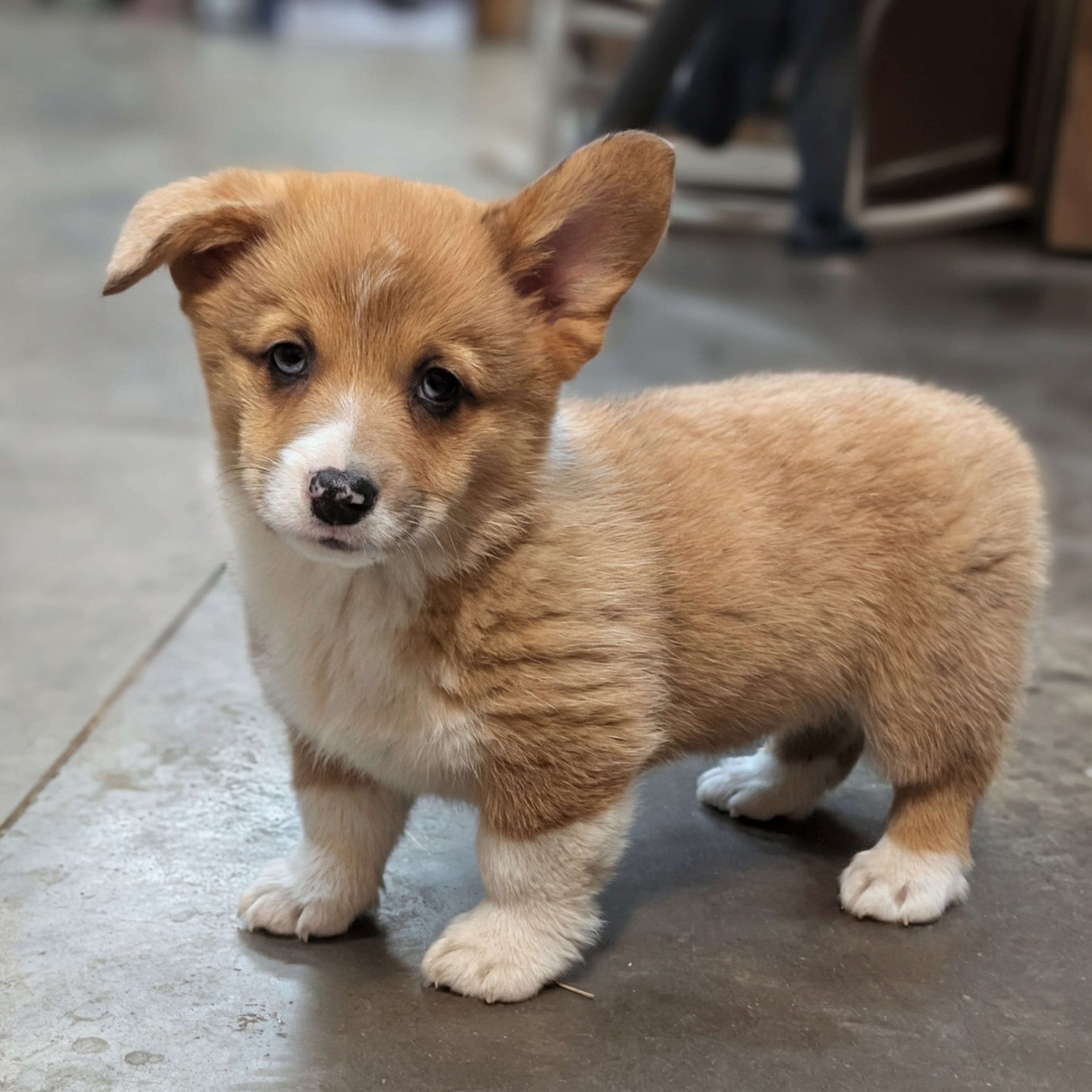 Cheddar – Cardigan Welsh Corgi, Pembroke Welsh Corgi puppy for sale in Moss, TN