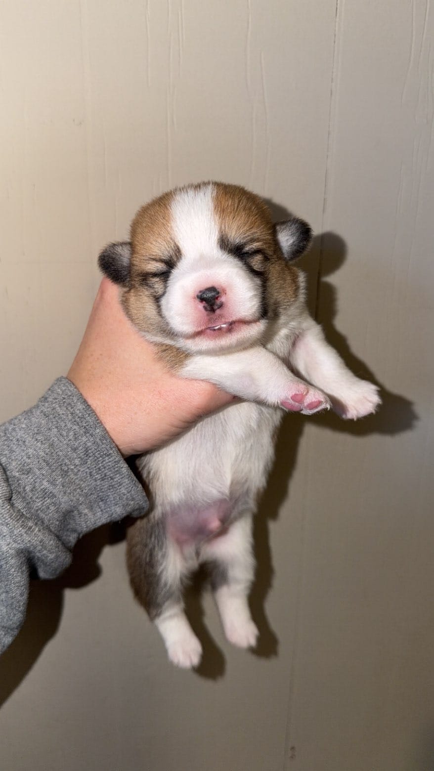 Boy 1 – Pembroke Welsh Corgi puppy for sale in Moss, TN