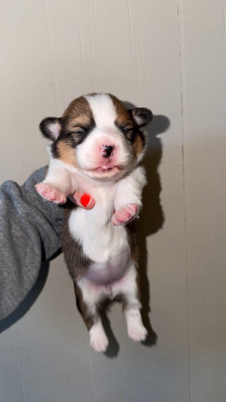 Girl – Pembroke Welsh Corgi puppy for sale in Moss, TN
