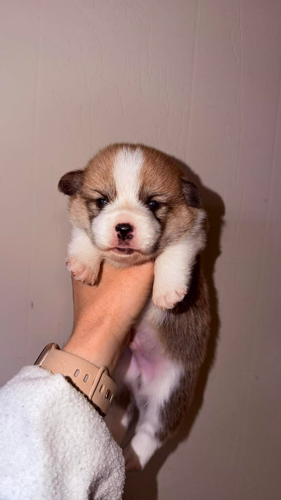 Boy 1 – Pembroke Welsh Corgi puppy for sale in Moss, TN