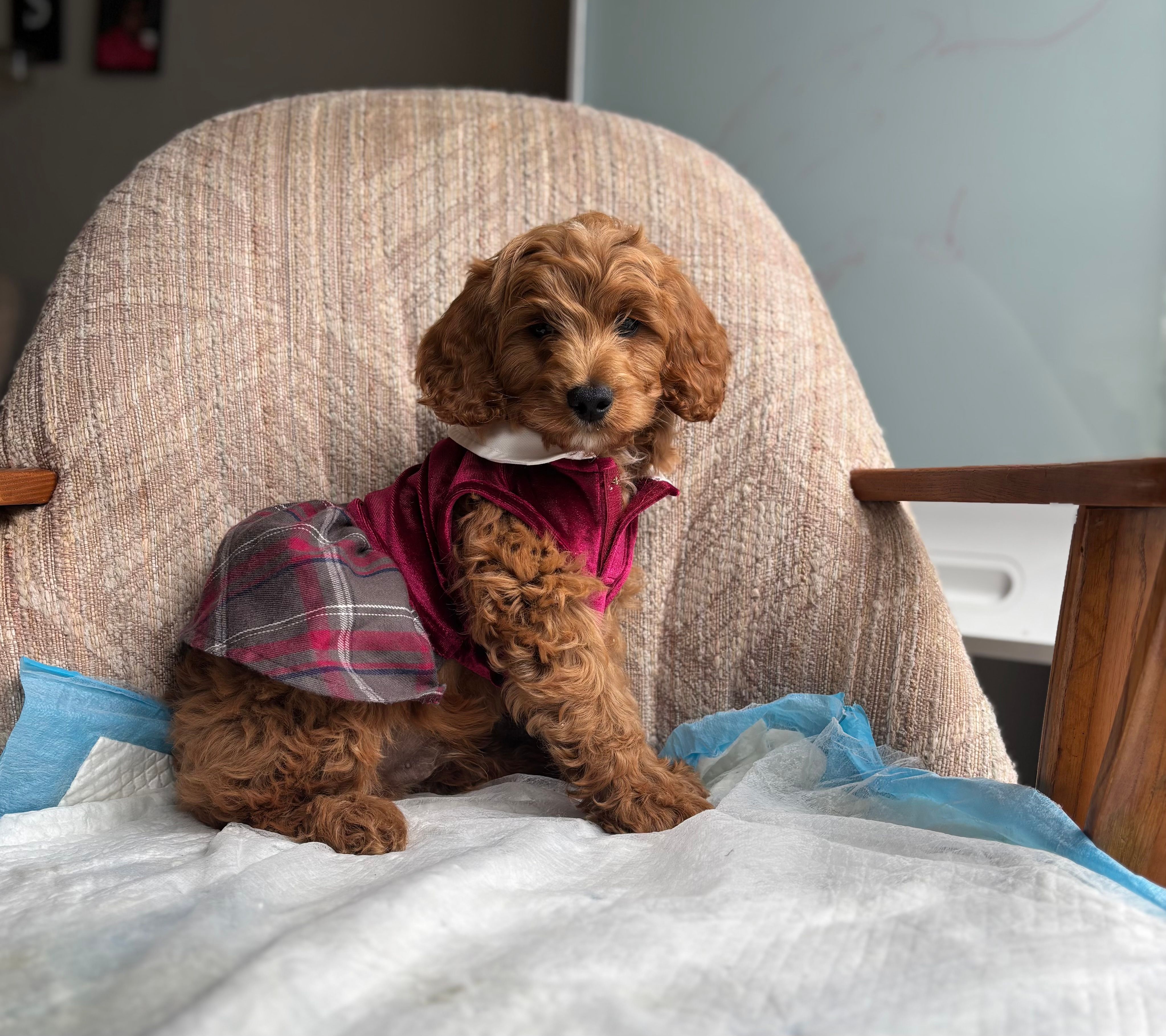 Princess – Poodle - Miniature  puppy for sale in Baltimore, MD