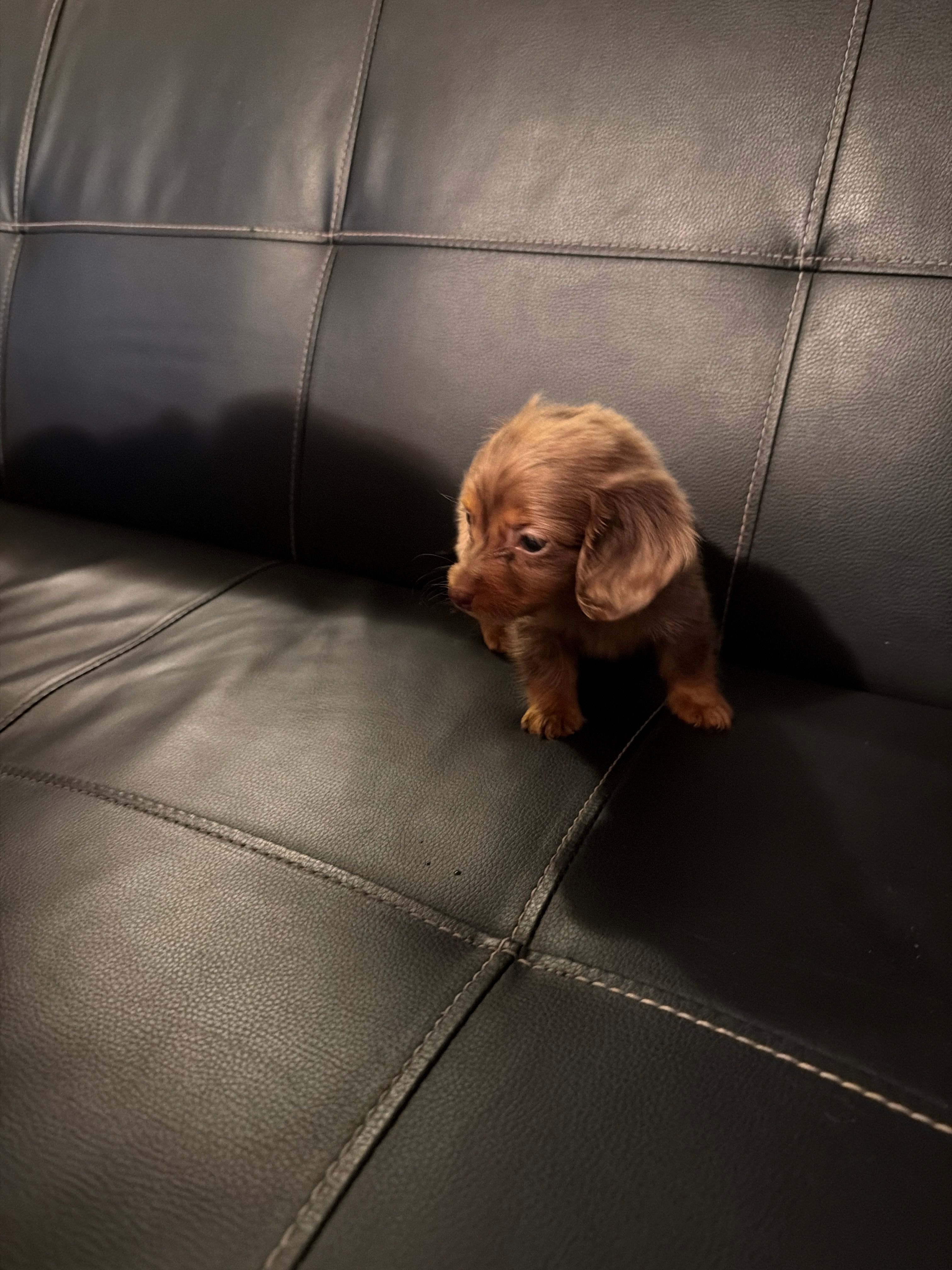 Sadie – Miniature Dachshund puppy for sale in Bloomington, IN