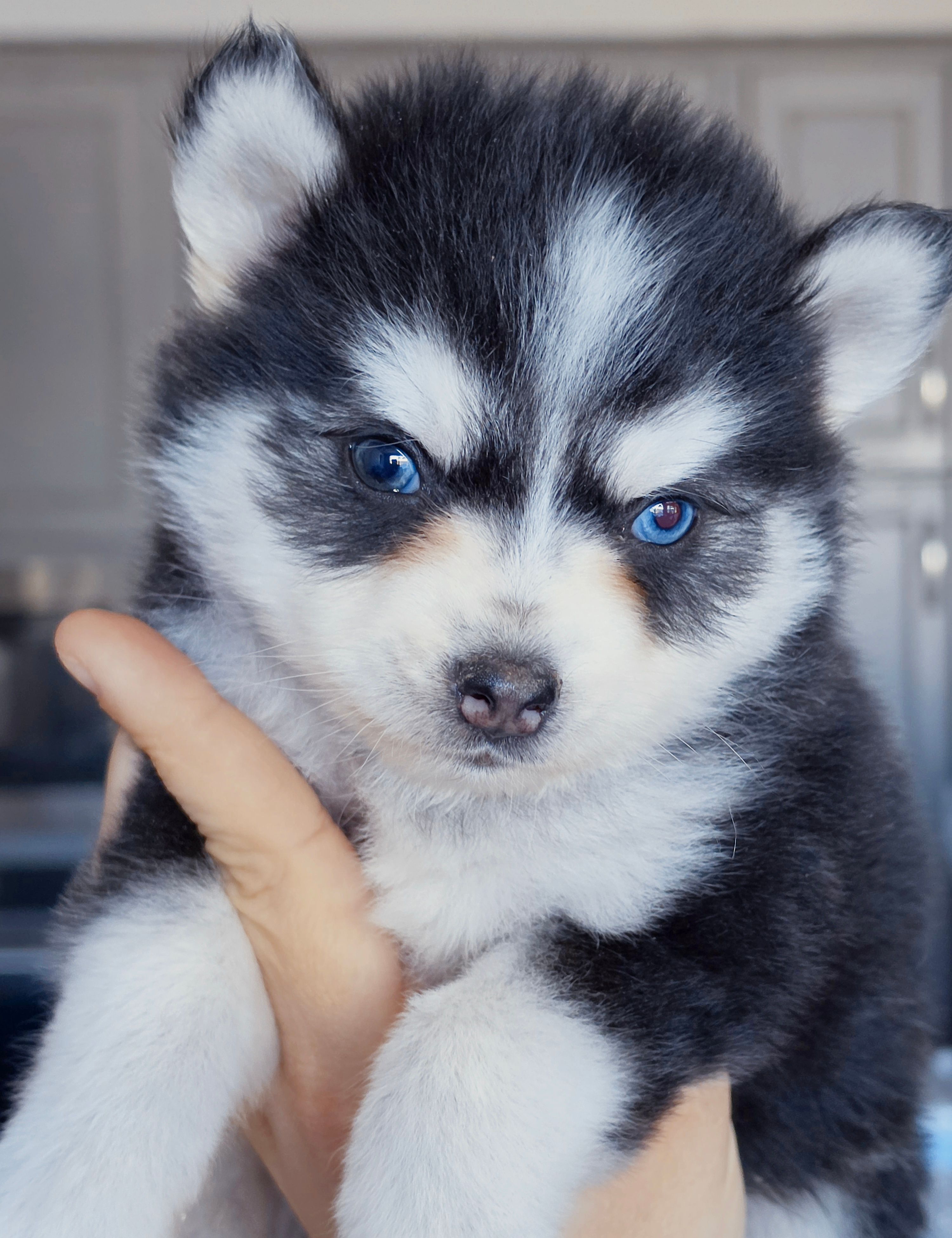 Koda – Pomsky puppy for sale in Punta Gorda, FL