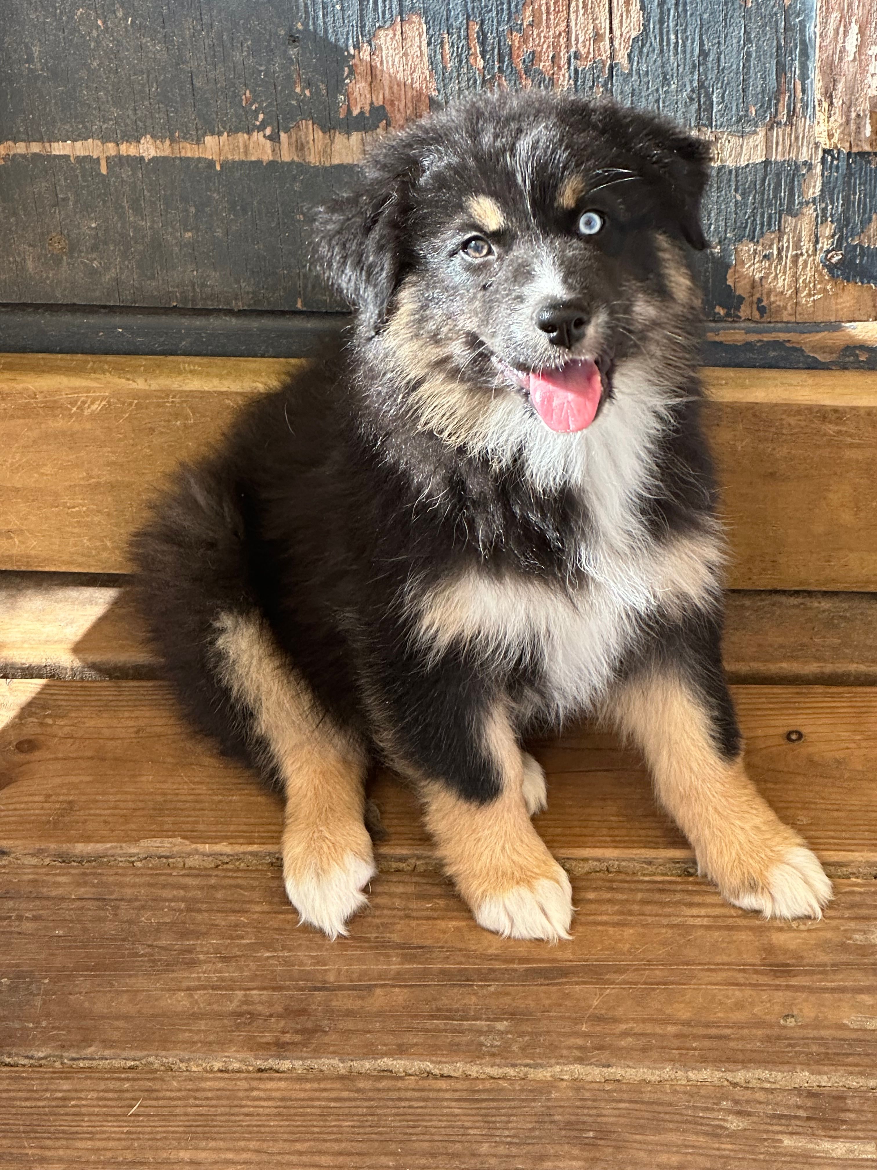 Black Tri female – Australian Shepherd puppy for sale in Corrigan, TX