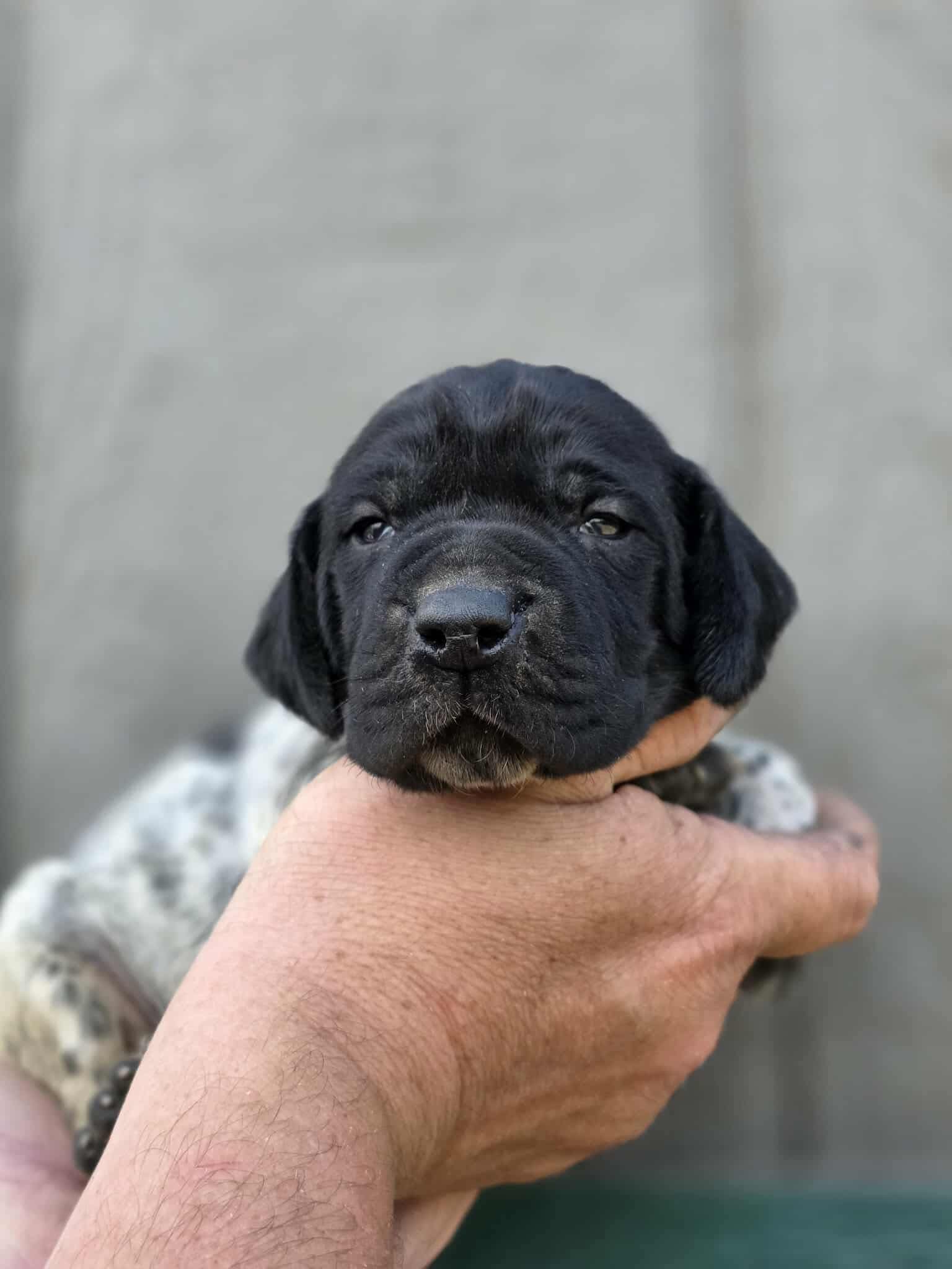 AKC back & white, p&t – German Shorthaired Pointer puppy for sale in Chatham, VA