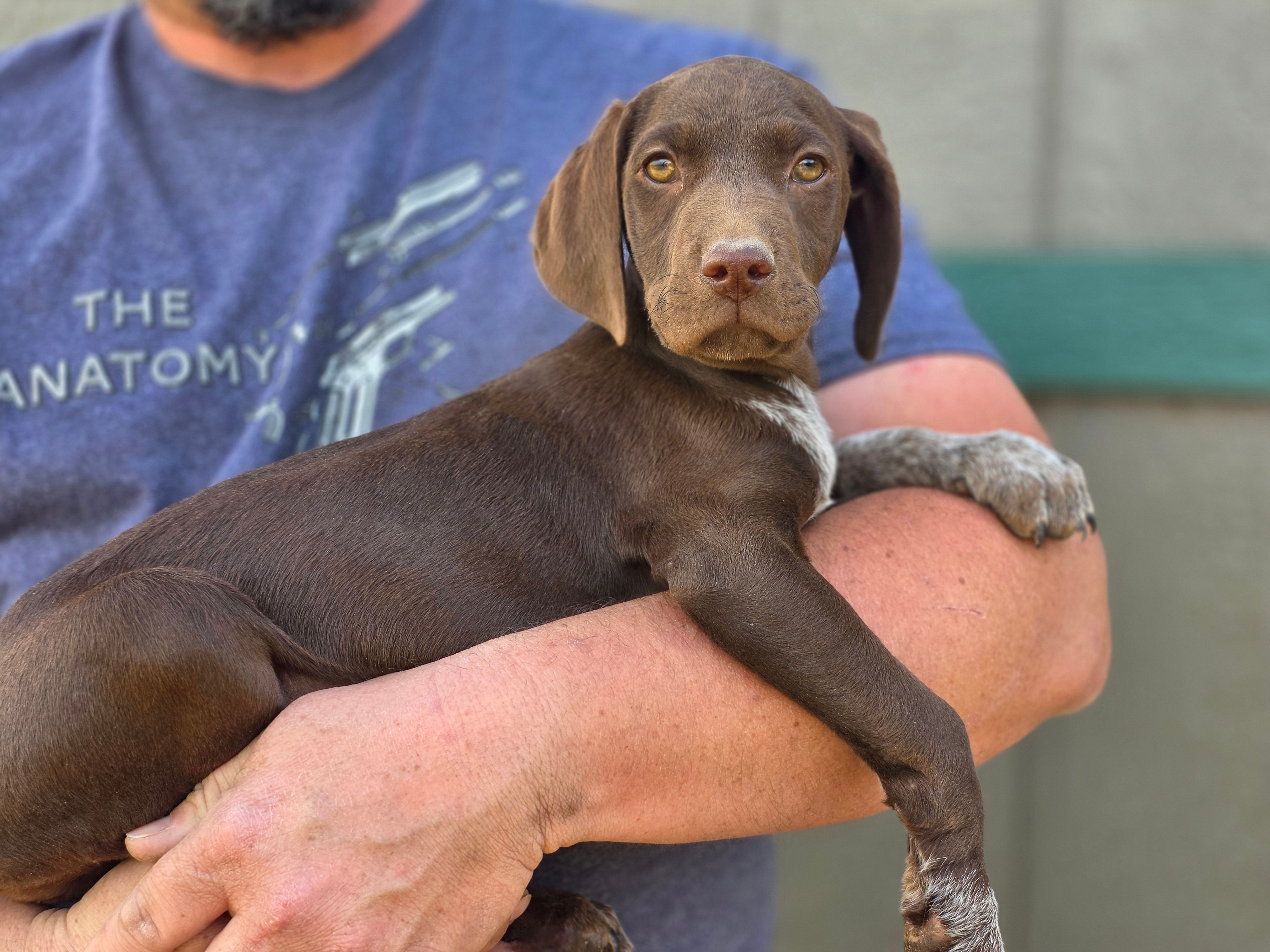 READY NOW GSP – German Shorthaired Pointer puppy for sale in Chatham, VA