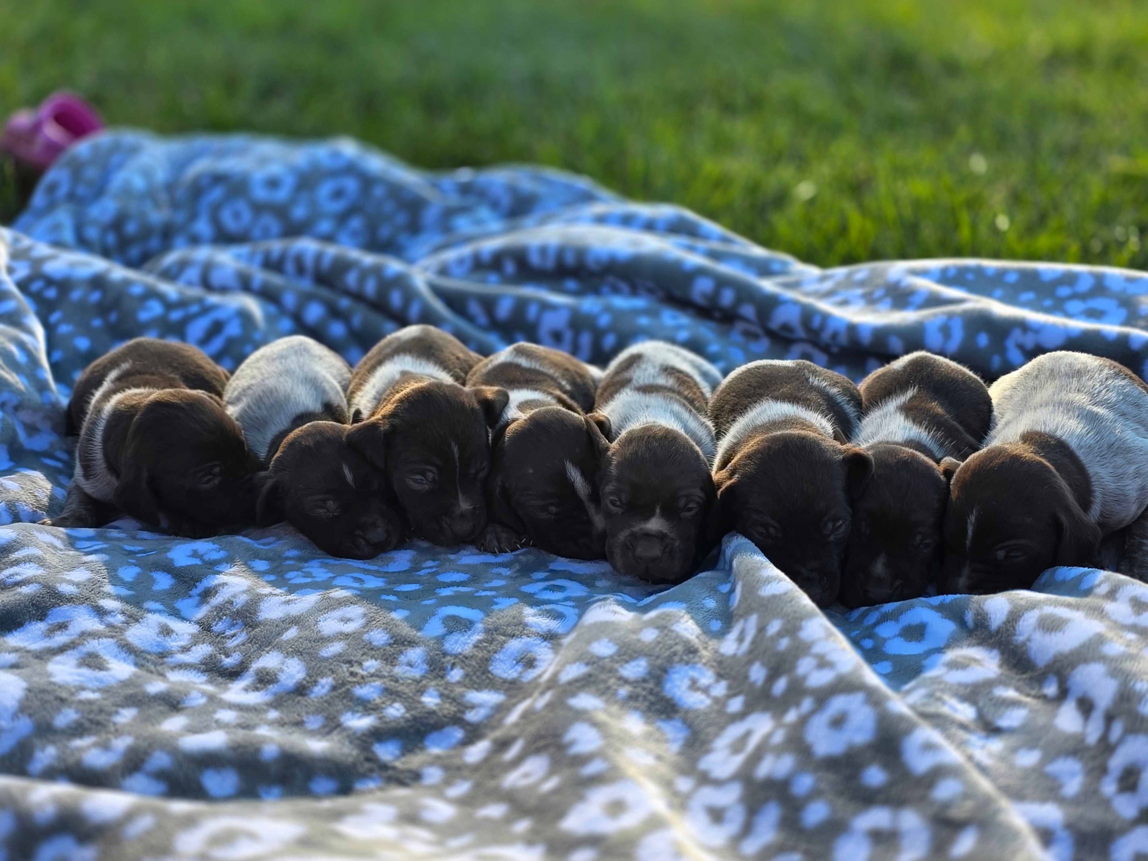 AKC liver roan GSP puppy – German Shorthaired Pointer puppy for sale in Chatham, VA