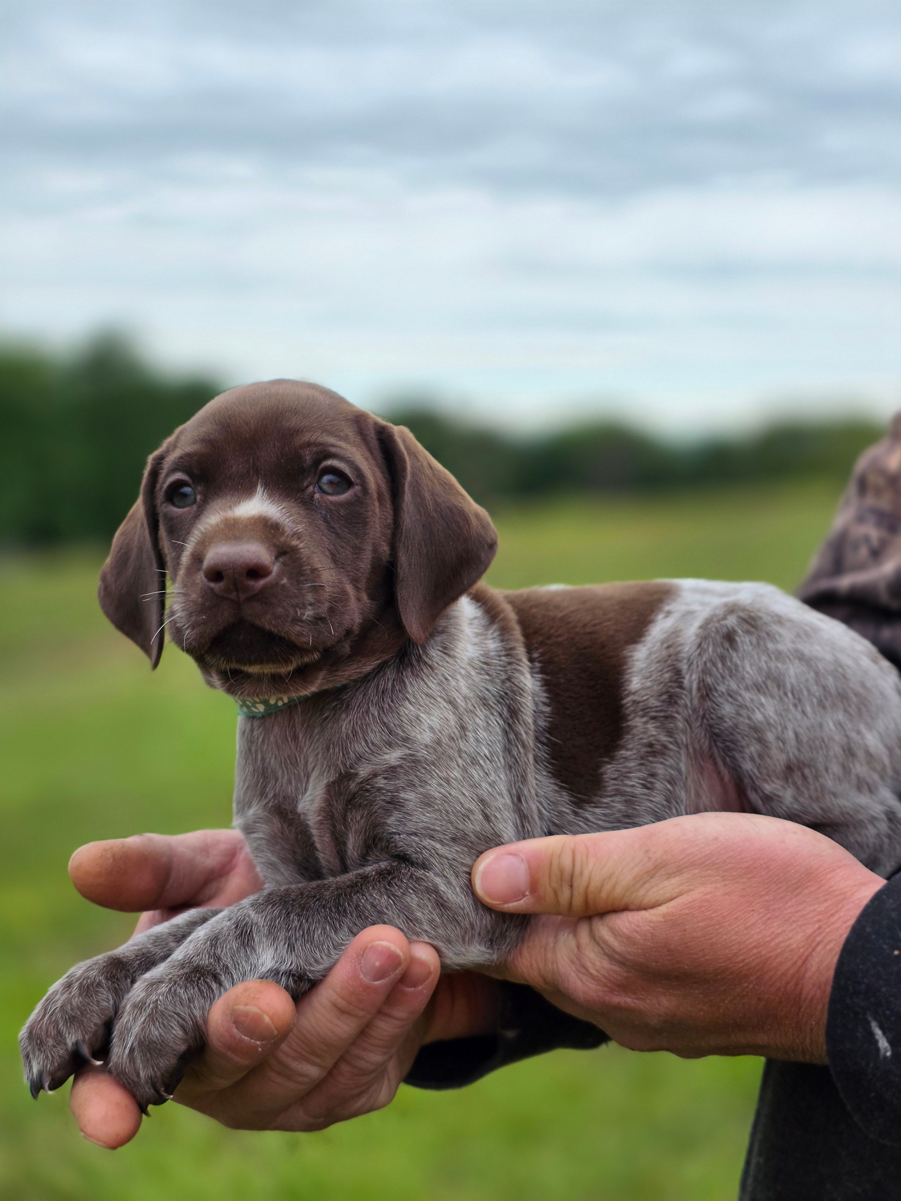 AKC liver roan female – German Shorthaired Pointer puppy for sale in Chatham, VA