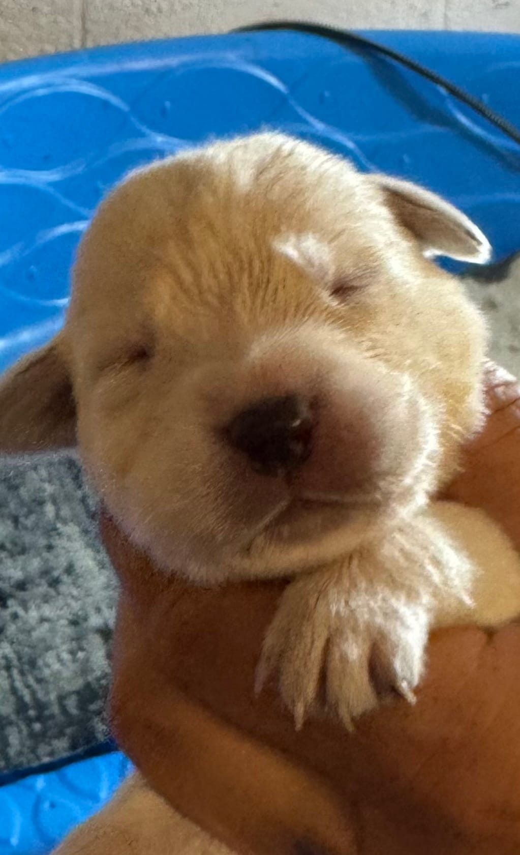 AKC LABS yellow – Labrador Retriever puppy for sale in Rochester, NY