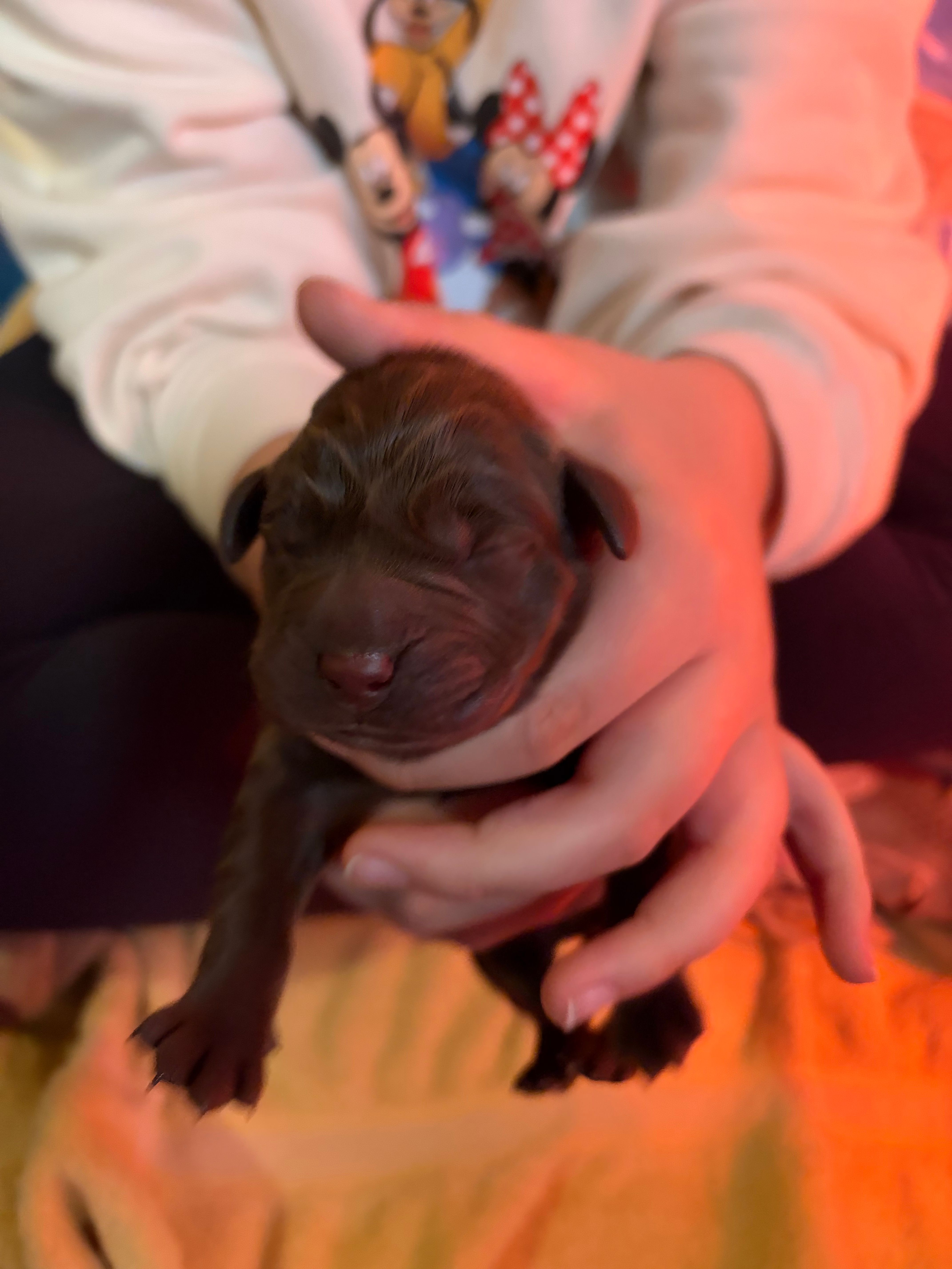 Choc AKC lab pup – Labrador Retriever puppy for sale in Rochester, NY