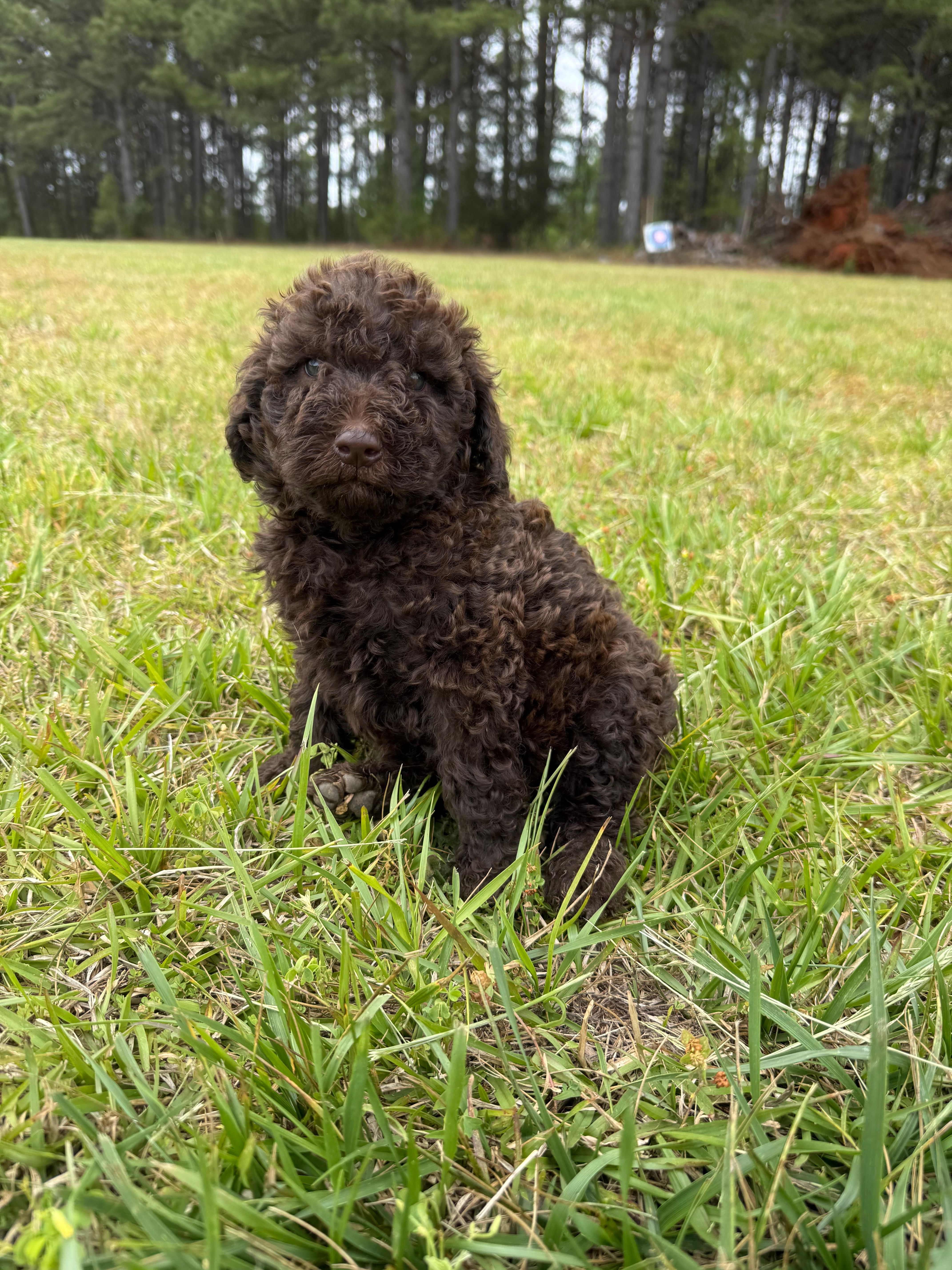 Gavin – Goldendoodle puppy for sale in Gaffney, SC