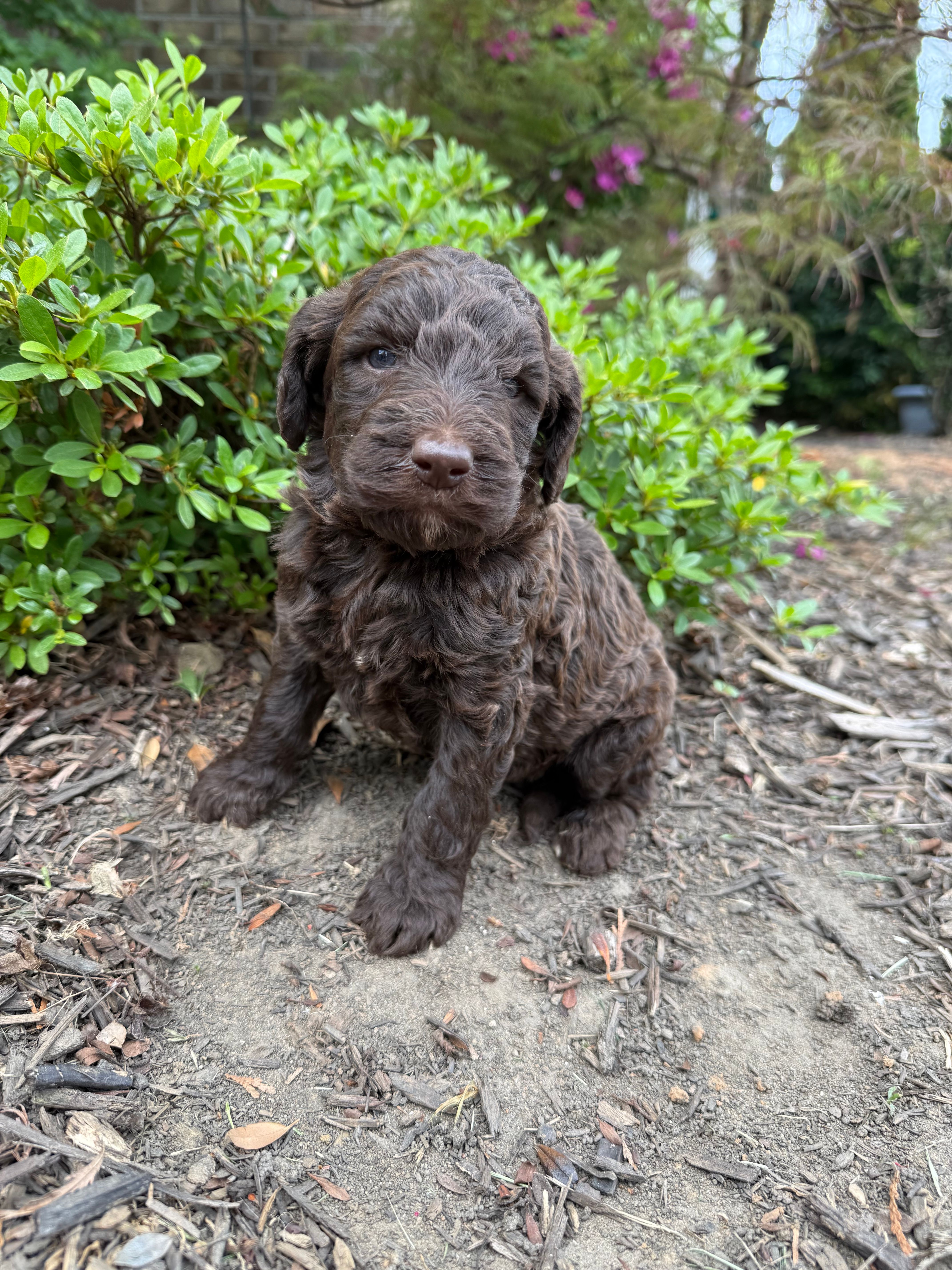 Gavin – Goldendoodle puppy for sale in Gaffney, SC
