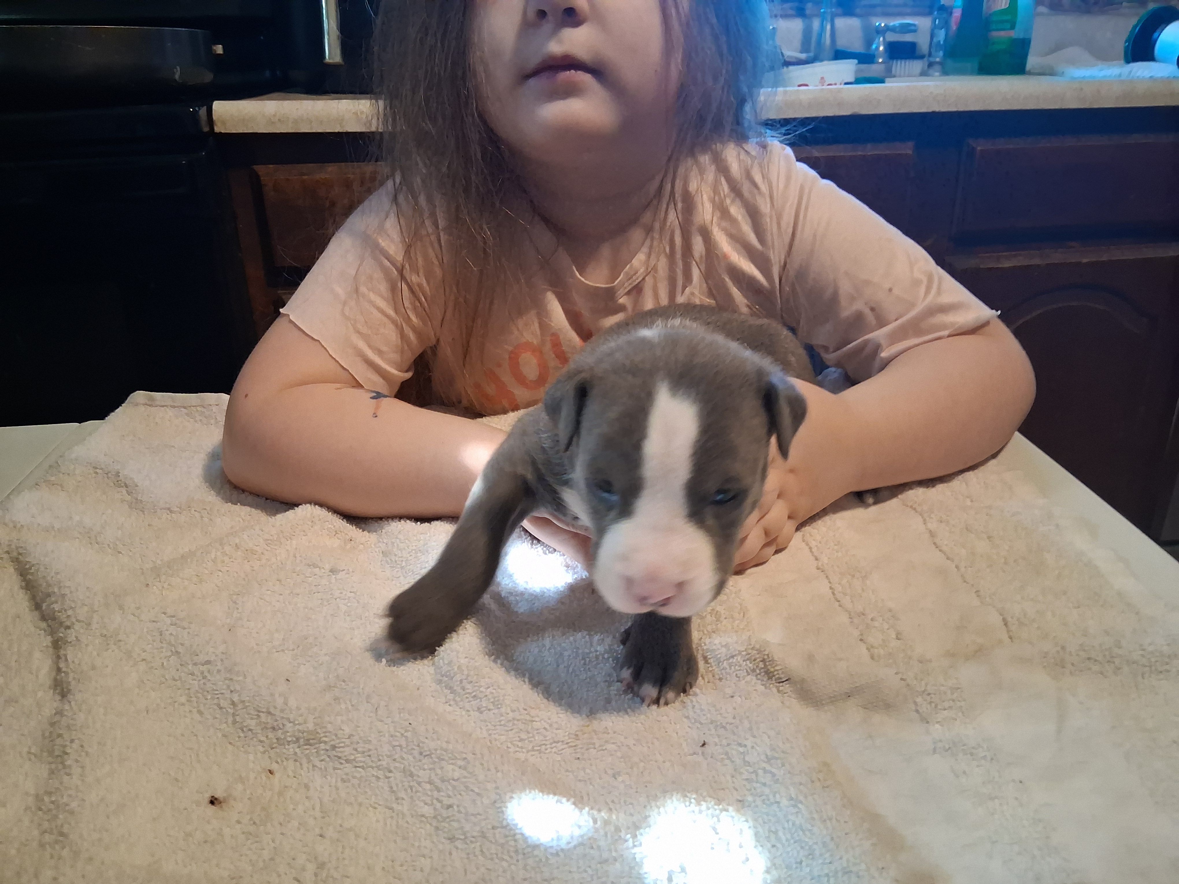 puppy 4 – American Pit Bull Terrier puppy for sale in Dannebrog, NE
