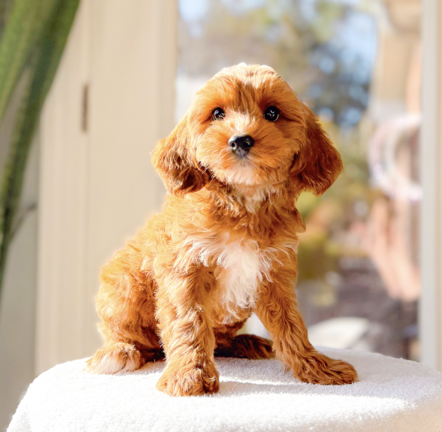 Loretta, a female Cavapoo for sale in Newberry, SC – Photo 1 of 3