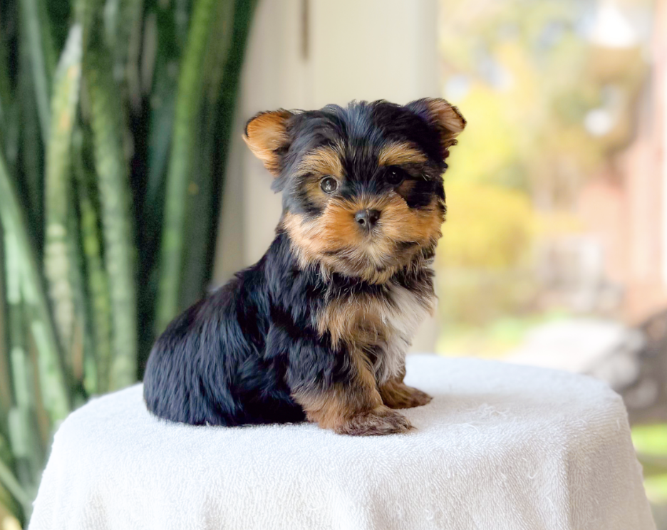 Tippy – Yorkshire Terrier puppy for sale in Newberry, SC