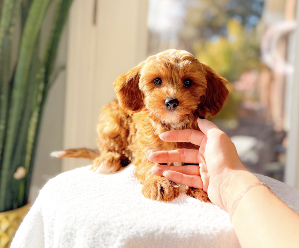 Loretta, a female Cavapoo for sale in Newberry, SC – Photo 2 of 3