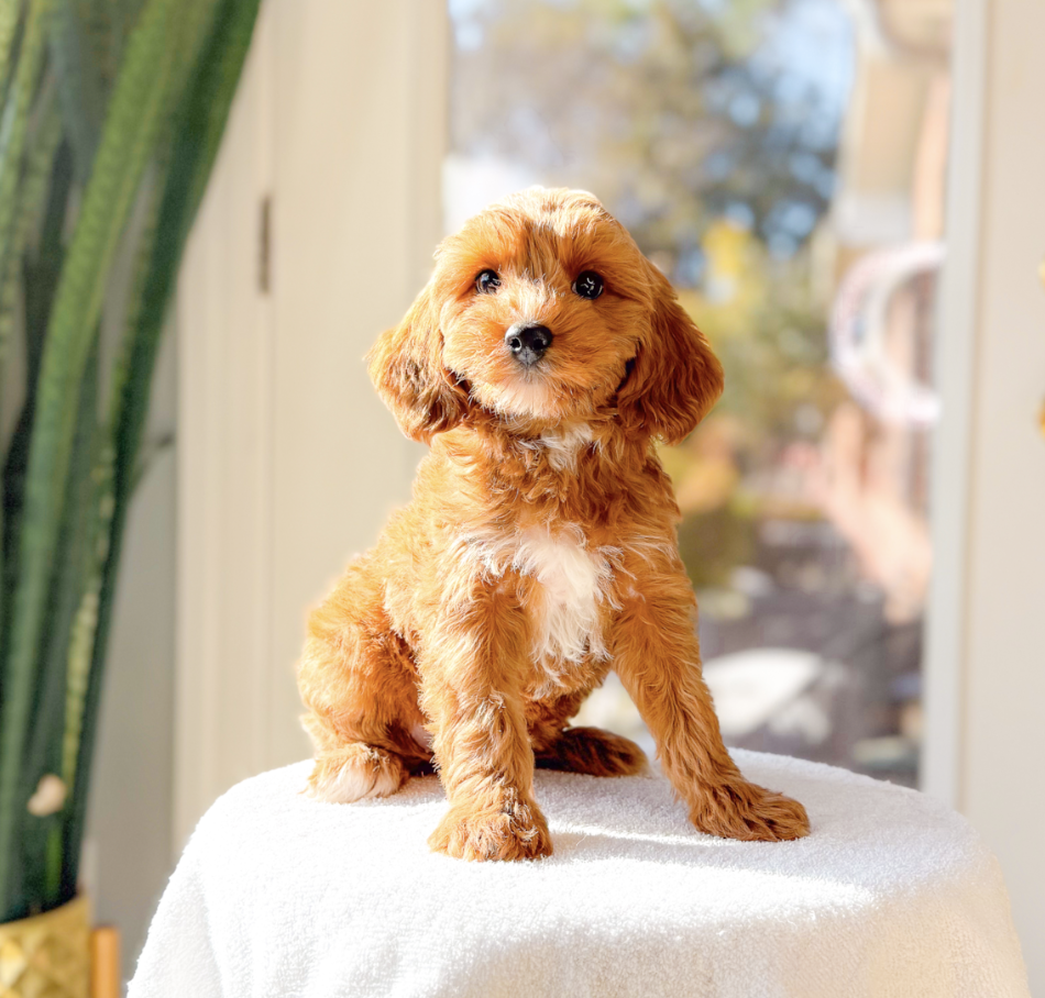 Loretta, a female Cavapoo for sale in Newberry, SC – Photo 3 of 3