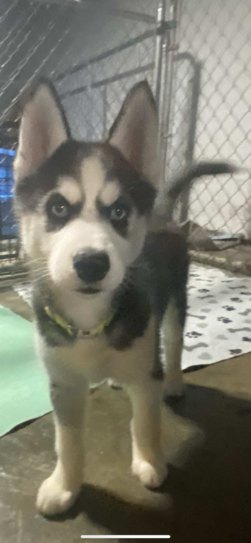 Lime Green Collar  – Siberian Husky puppy for sale in Augusta, WV