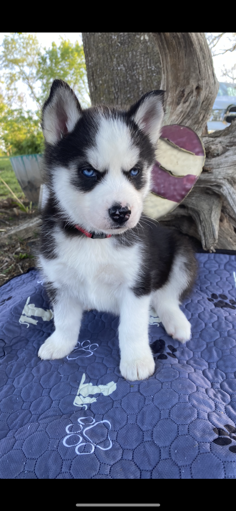 Red collar – Siberian Husky puppy for sale in Augusta, WV