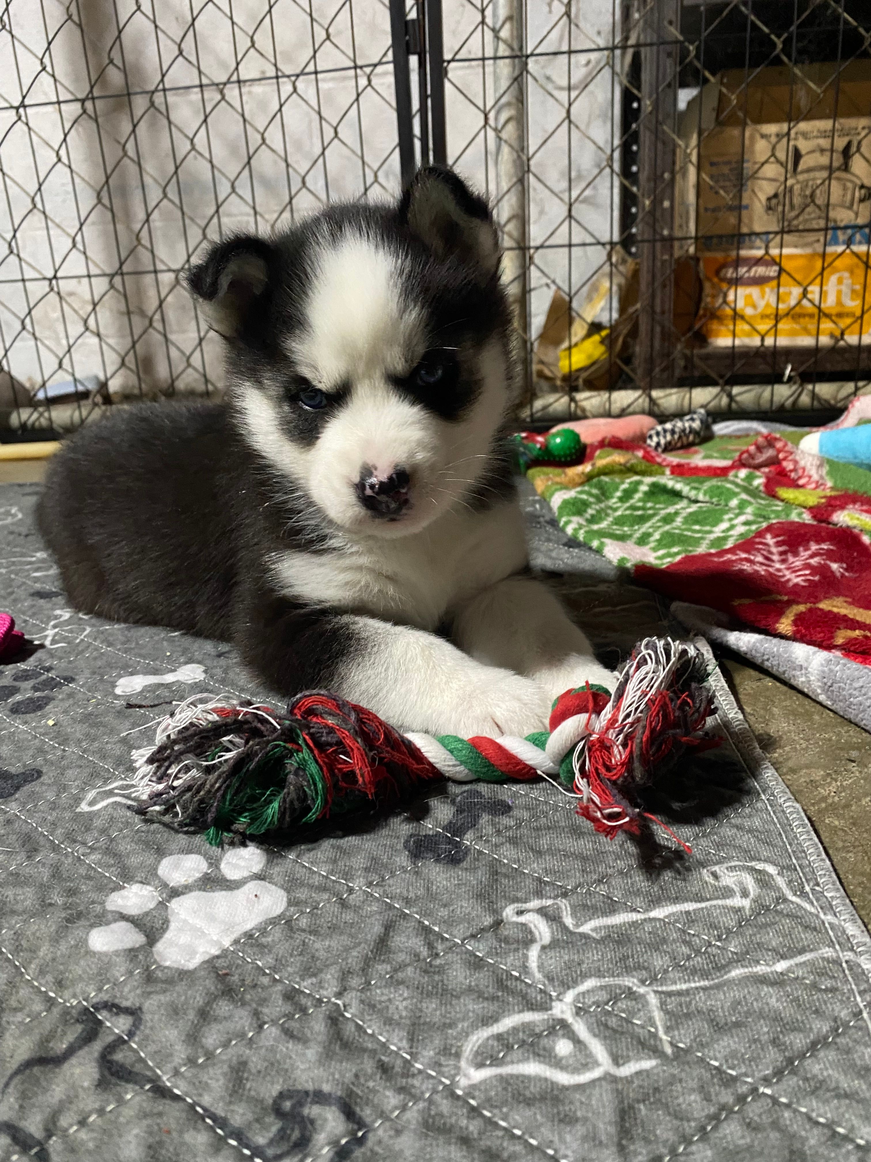 Red collar – Siberian Husky puppy for sale in Augusta, WV