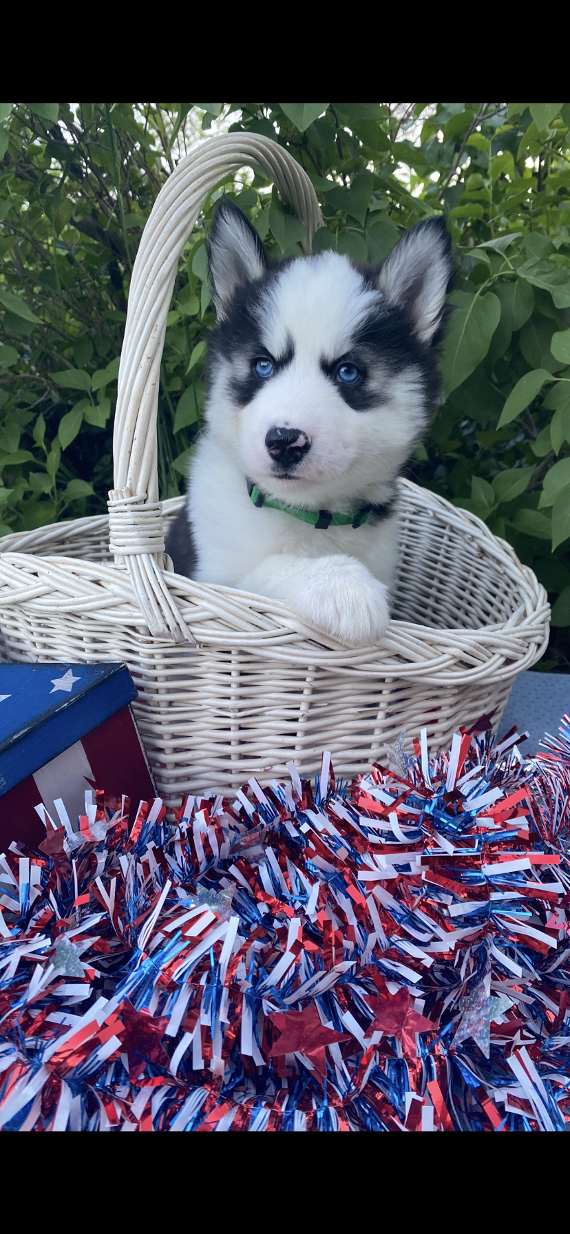 Dark Green Collar – Siberian Husky puppy for sale in Augusta, WV