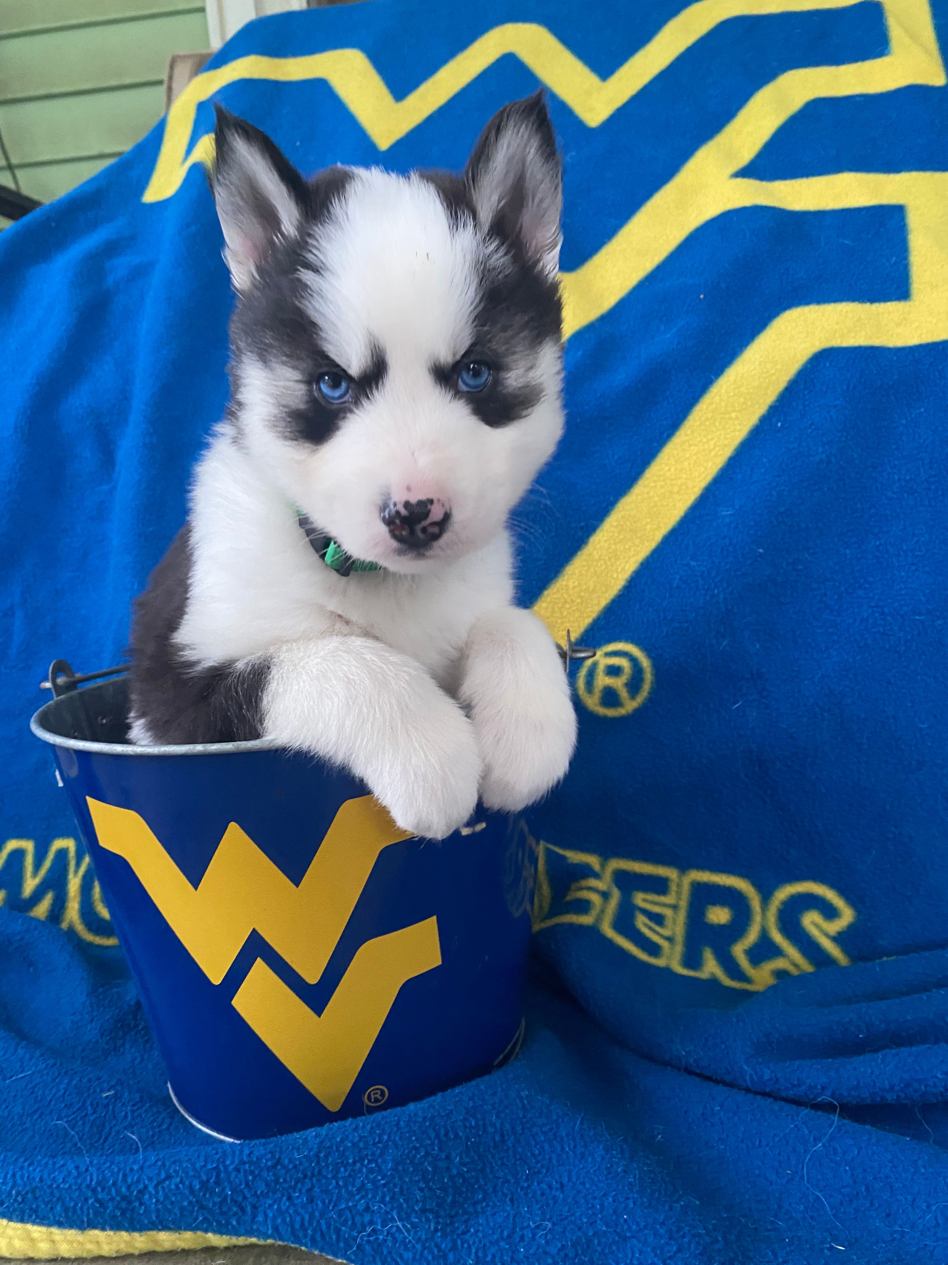 Dark Green Collar – Siberian Husky puppy for sale in Augusta, WV