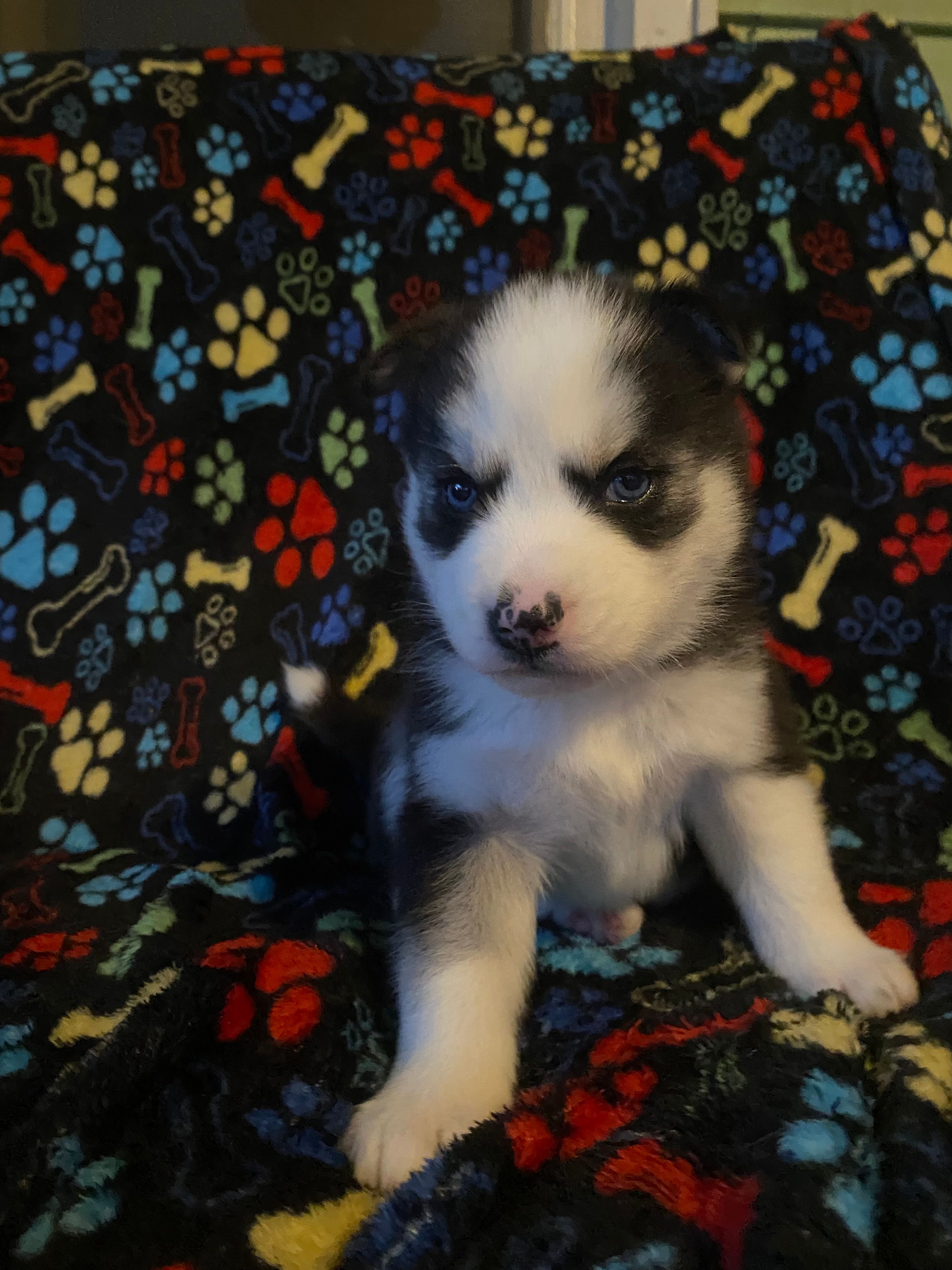Red collar – Siberian Husky puppy for sale in Augusta, WV