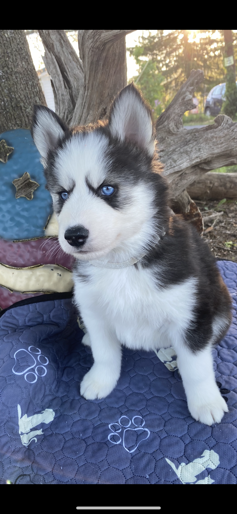 Gray Collar – Siberian Husky puppy for sale in Augusta, WV