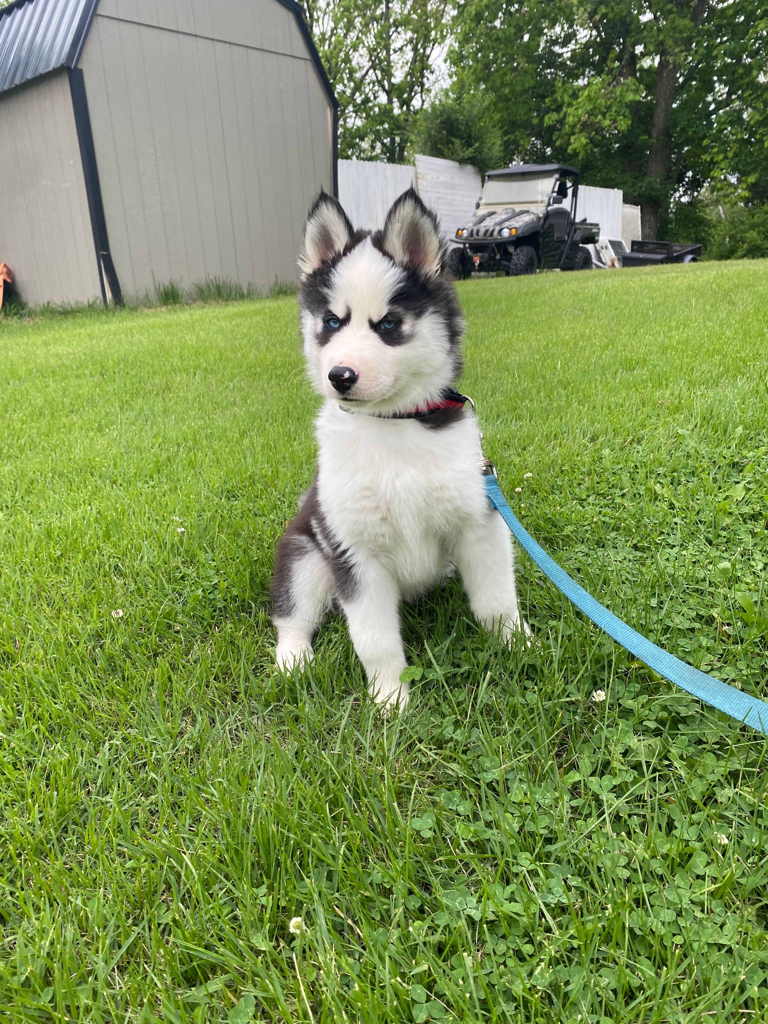 Dark Green Collar – Siberian Husky puppy for sale in Augusta, WV