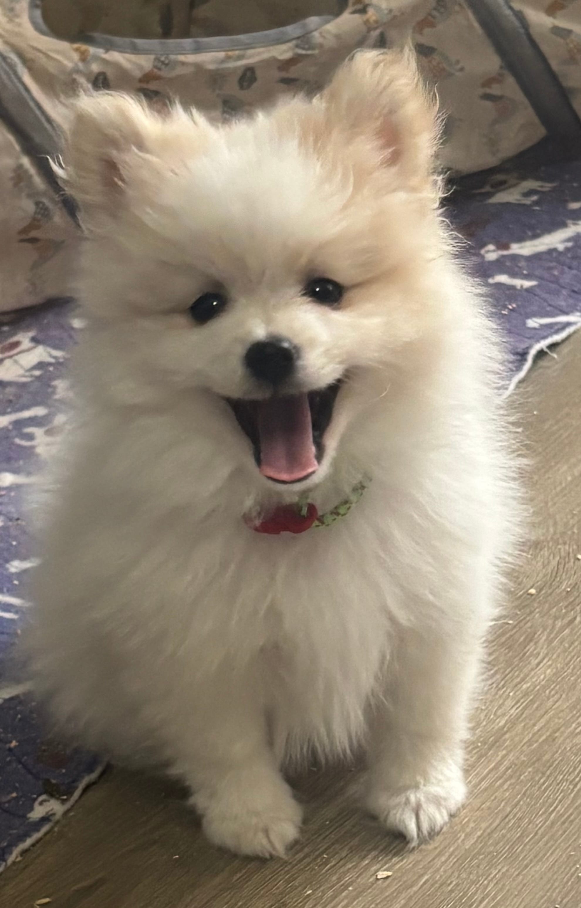 Saddie – Pomeranian puppy for sale in Chandler, AZ