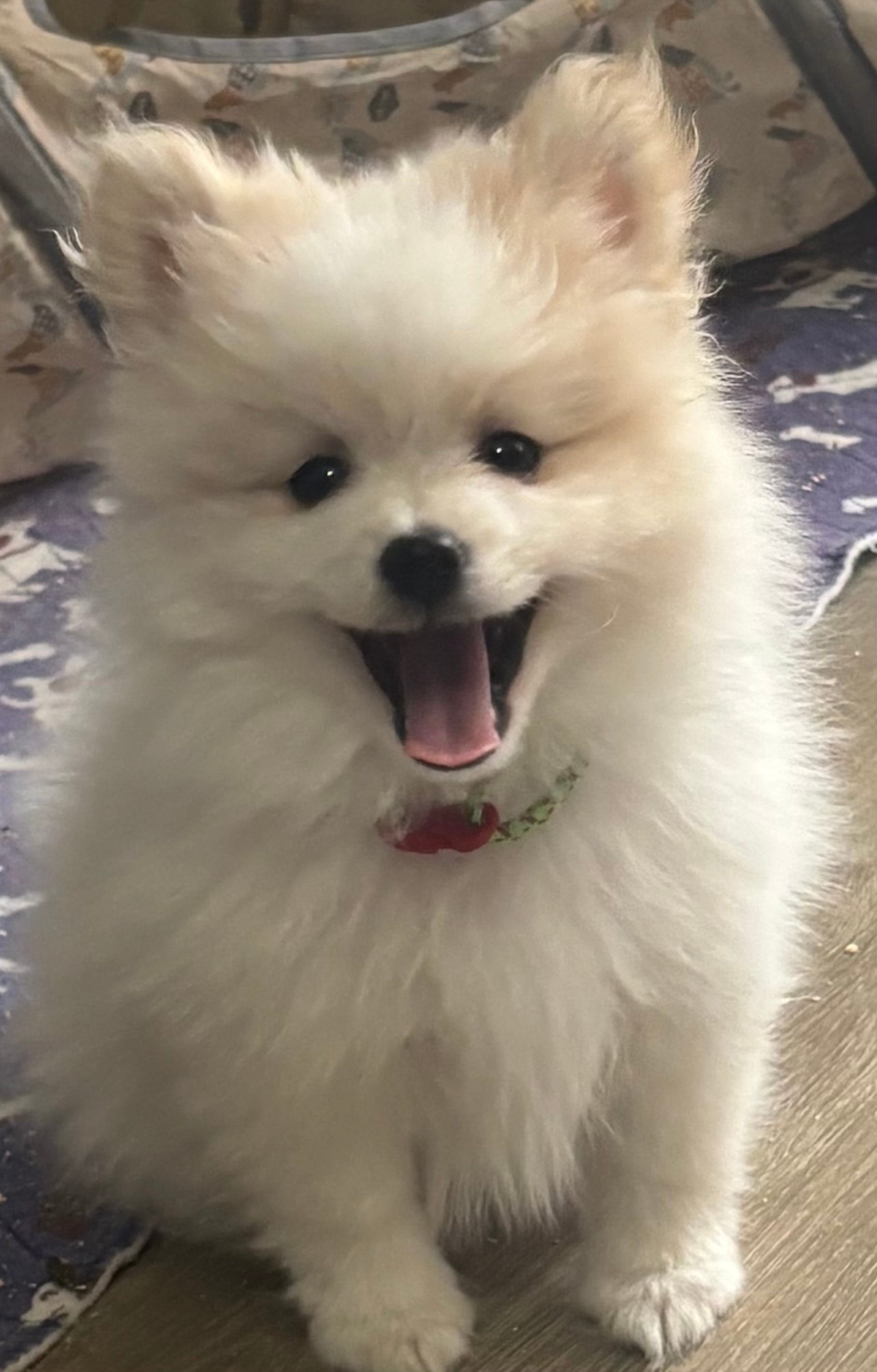 Champ – Pomeranian puppy for sale in Chandler, AZ