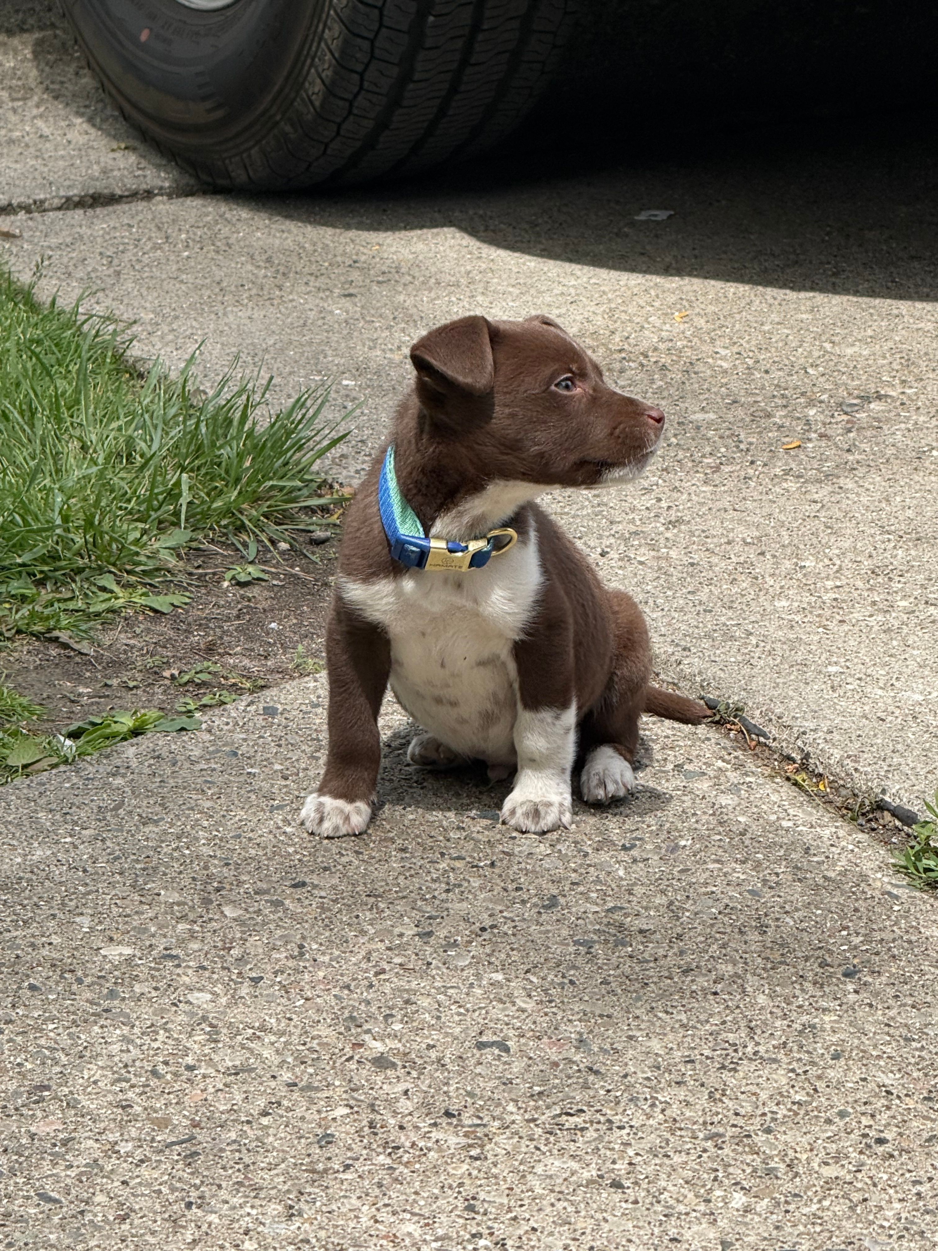 Blue – Dalmatian, Siberian Husky puppy for sale in Detroit, MI