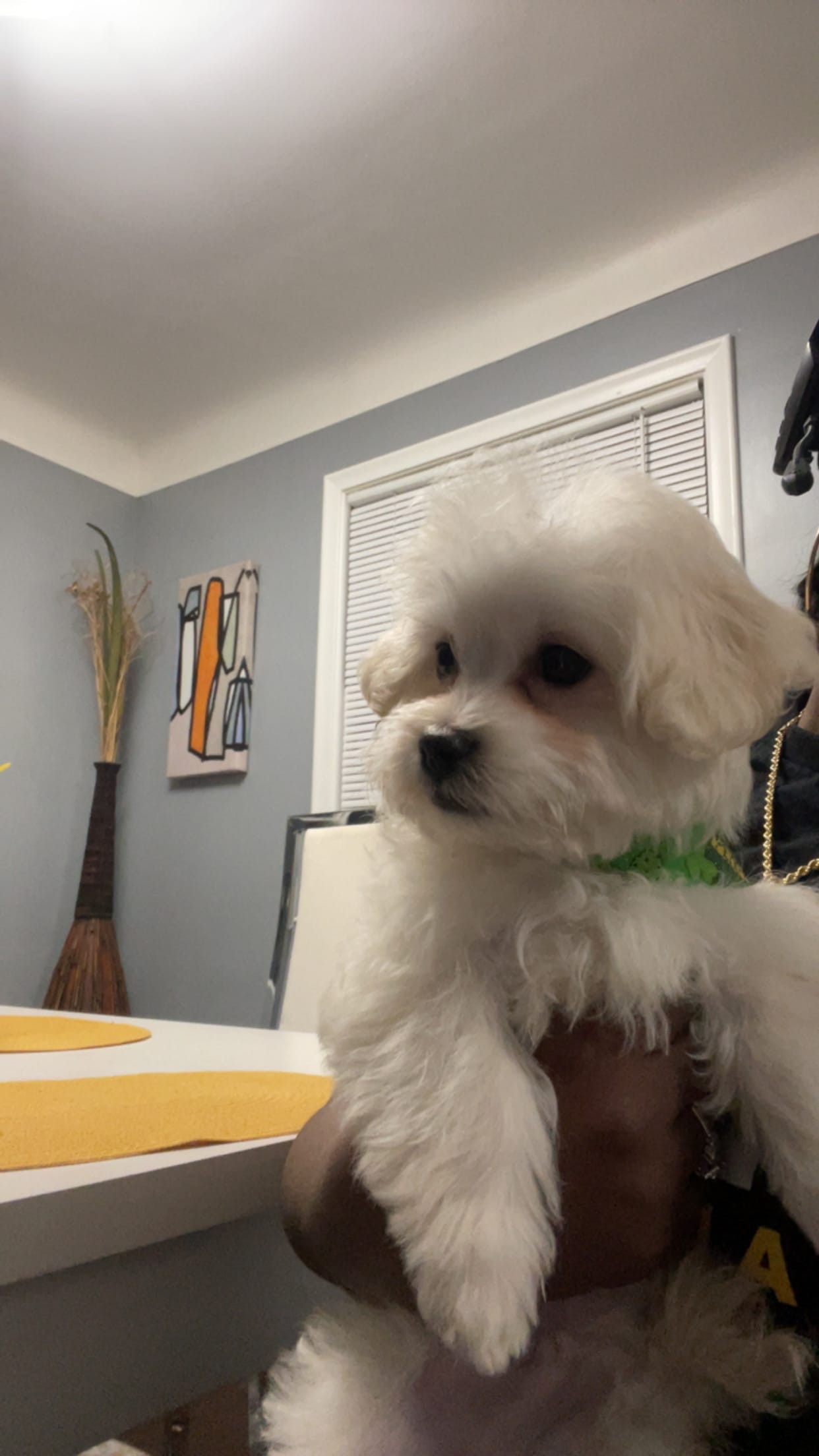 Bear – Maltipoo puppy for sale in Detroit, MI