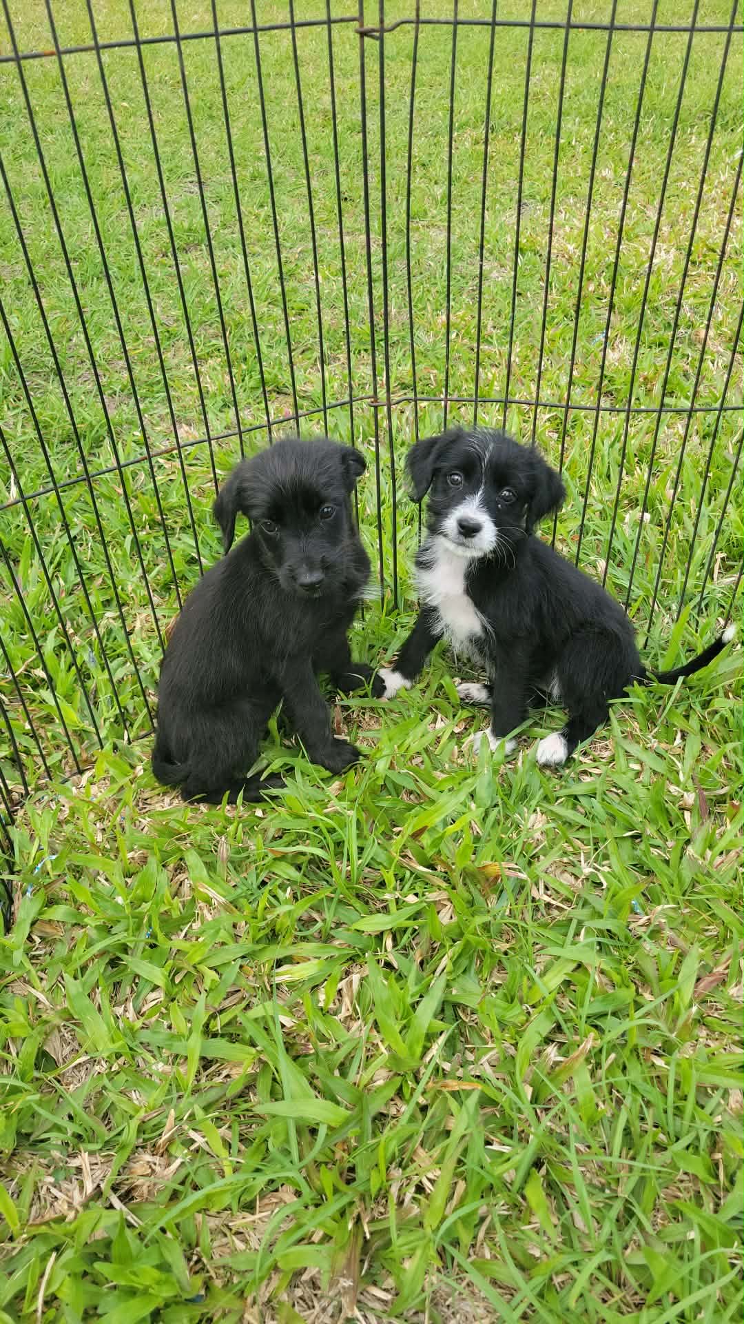 Benny – Labrador Retriever, Miniature Goldendoodle puppy for sale in Miami, FL
