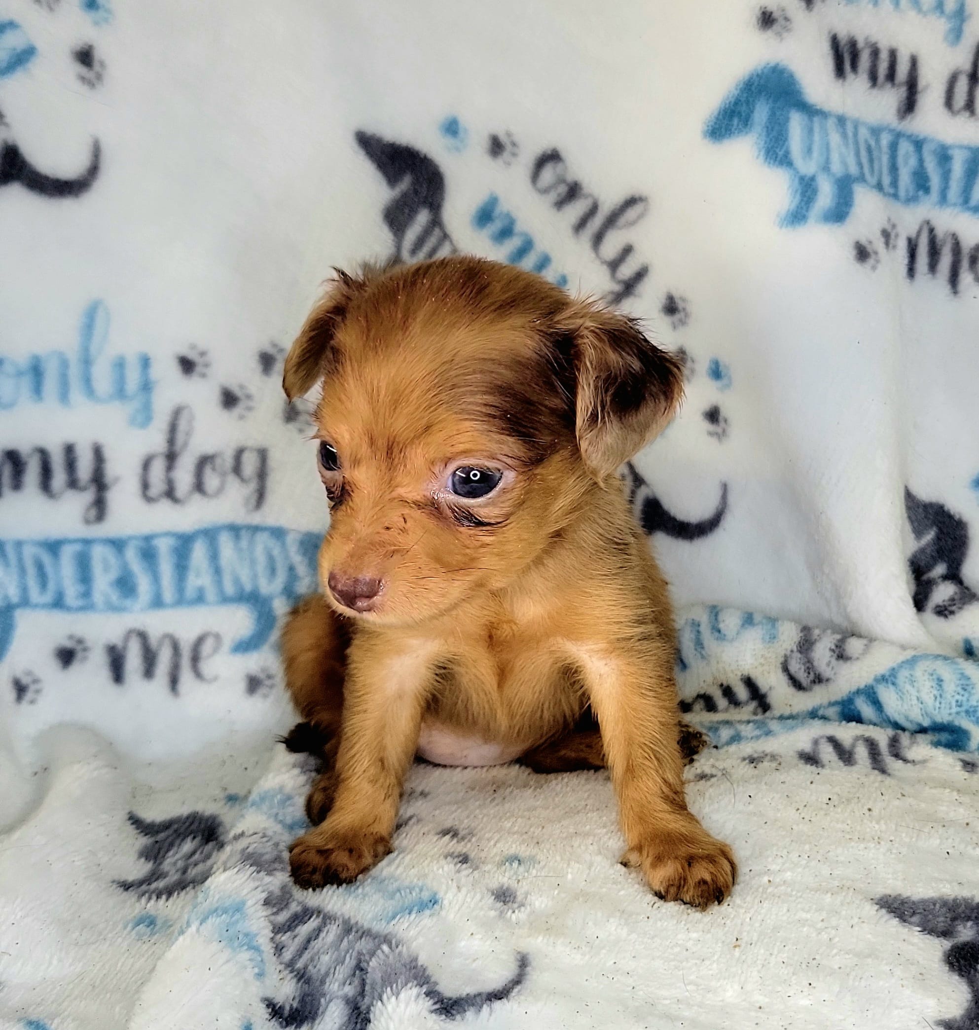 Red – Yorkshire Terrier, Miniature Dachshund puppy for sale in Miami, FL