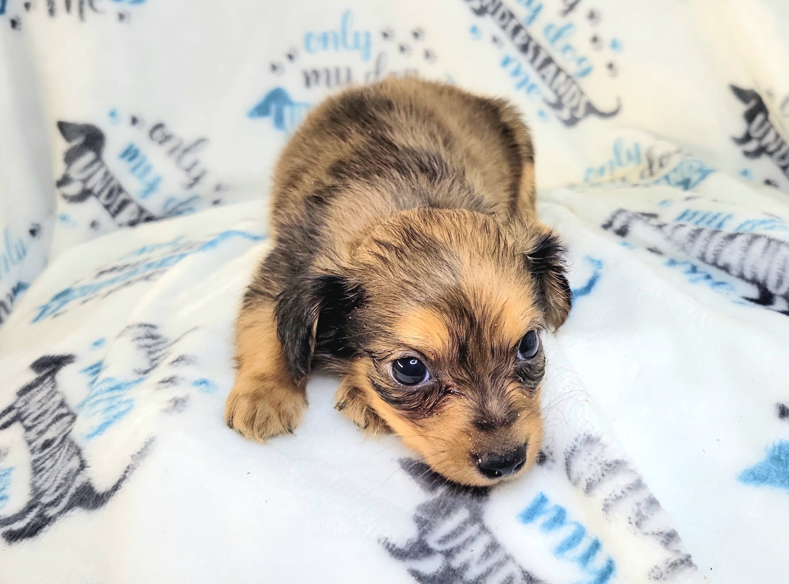 Alex – Yorkshire Terrier, Miniature Dachshund puppy for sale in Miami, FL