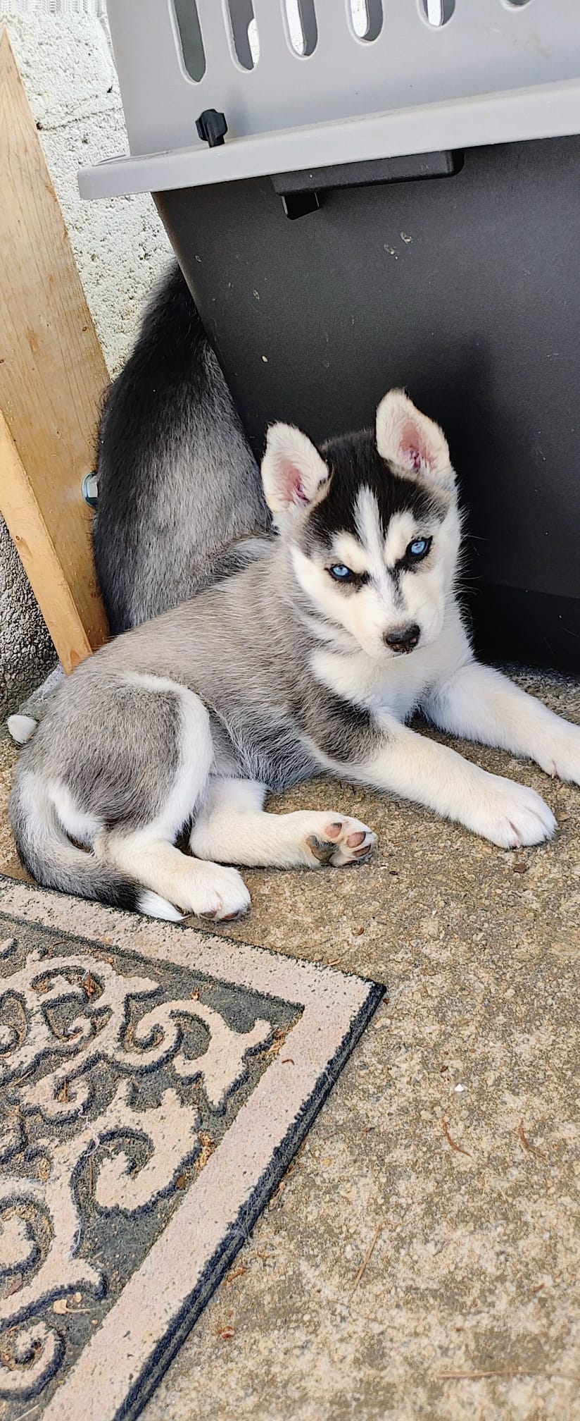 Dolce – Siberian Husky puppy for sale in Atlanta, GA