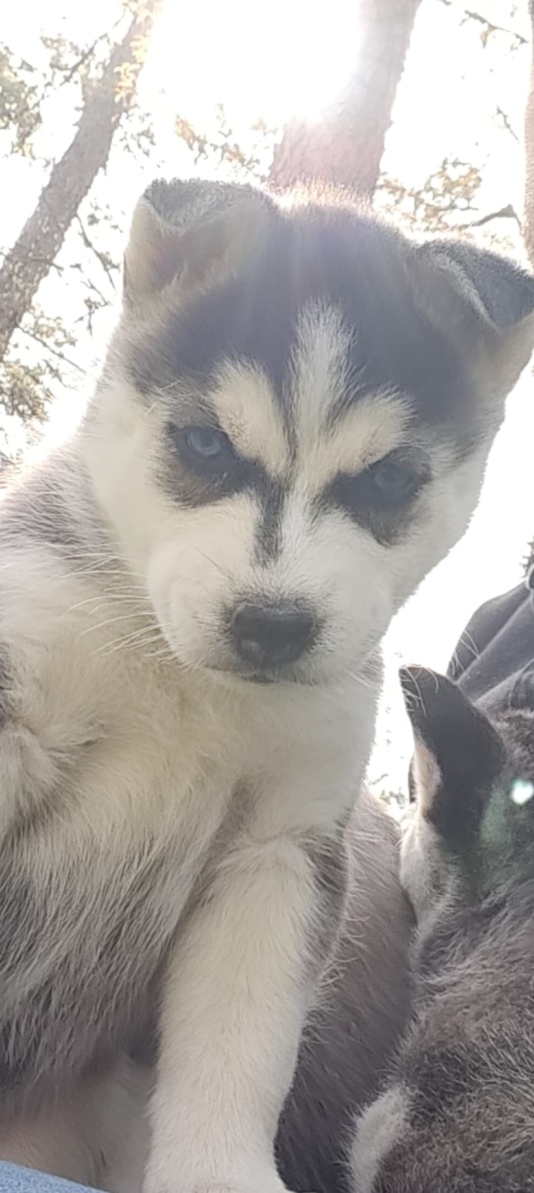 Wolfie  – Siberian Husky puppy for sale in Atlanta, GA