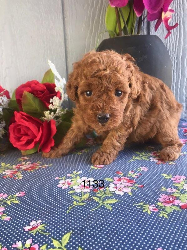 Rockefeller  – Poodle - Toy  puppy for sale in Port Charlotte, FL