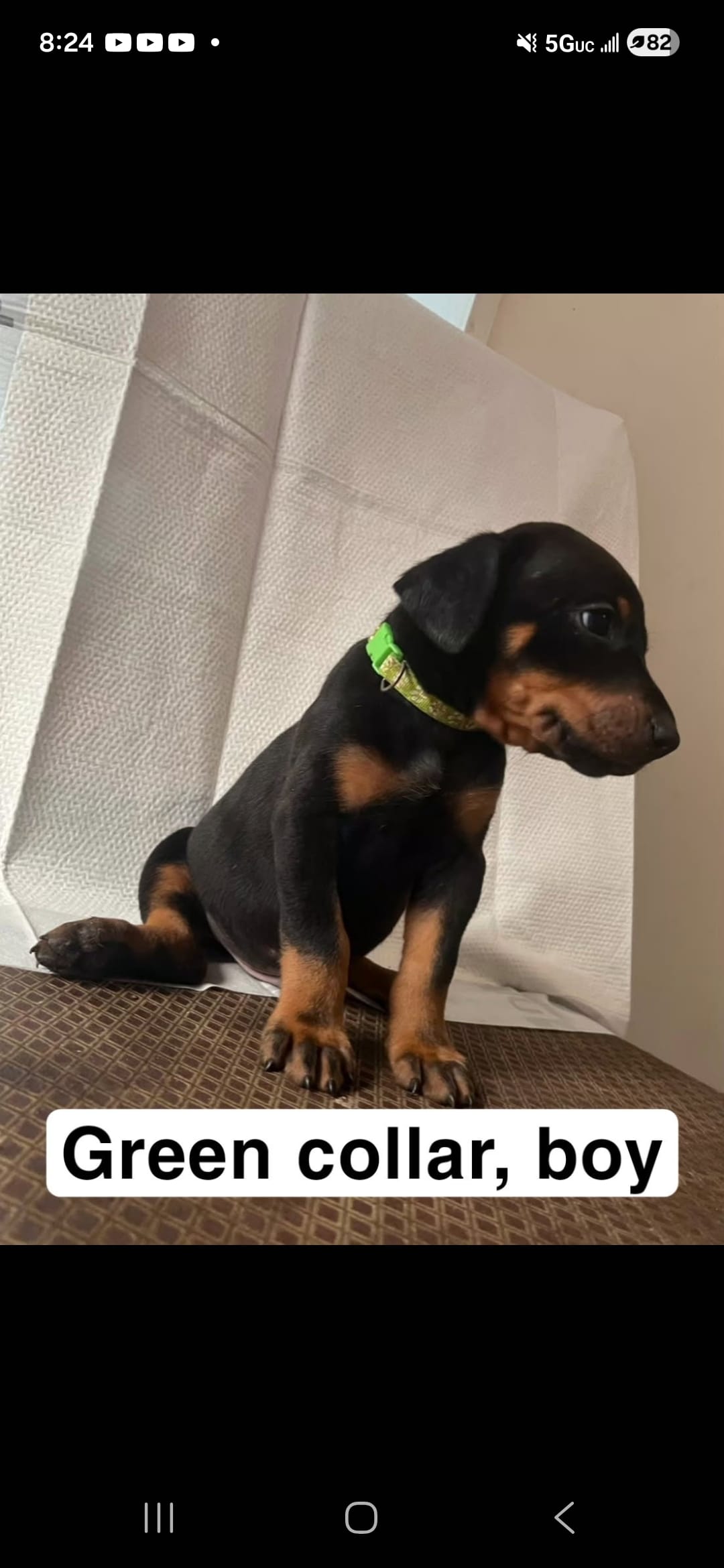 Doberman – Doberman Pinscher puppy for sale in Spring, TX