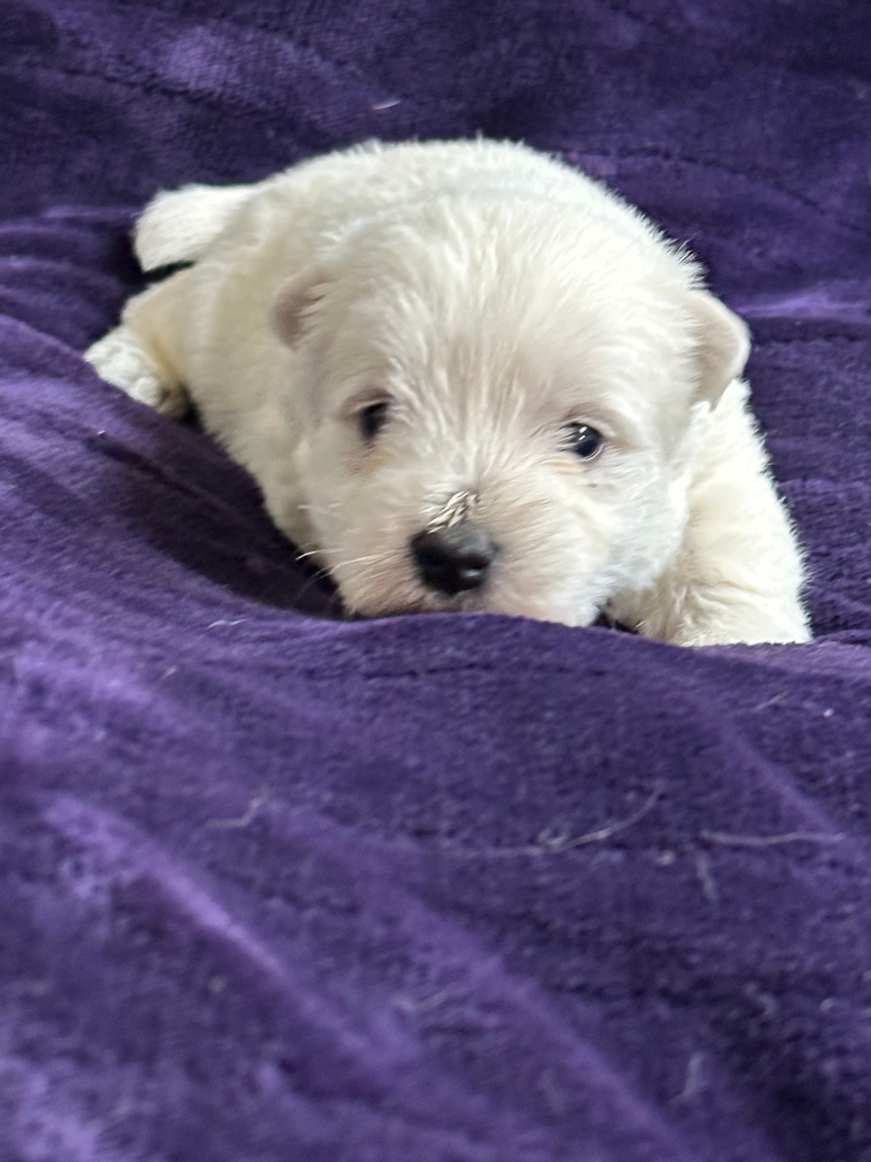 Luna – West Highland White Terrier puppy for sale in Scurry, TX