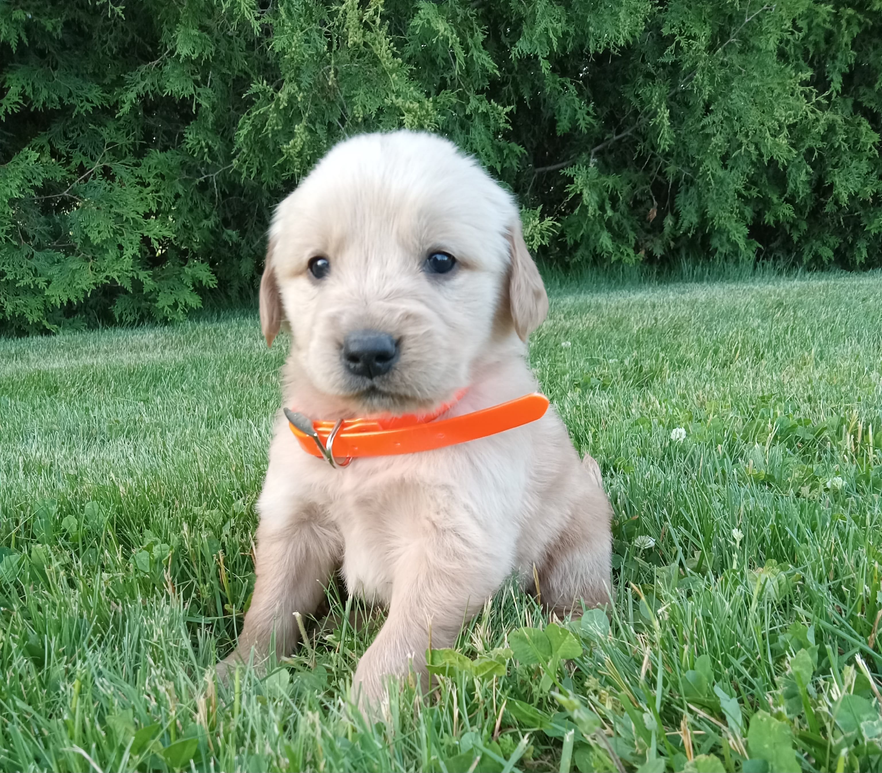 Harper – Golden Retriever puppy for sale in Bremen, IN