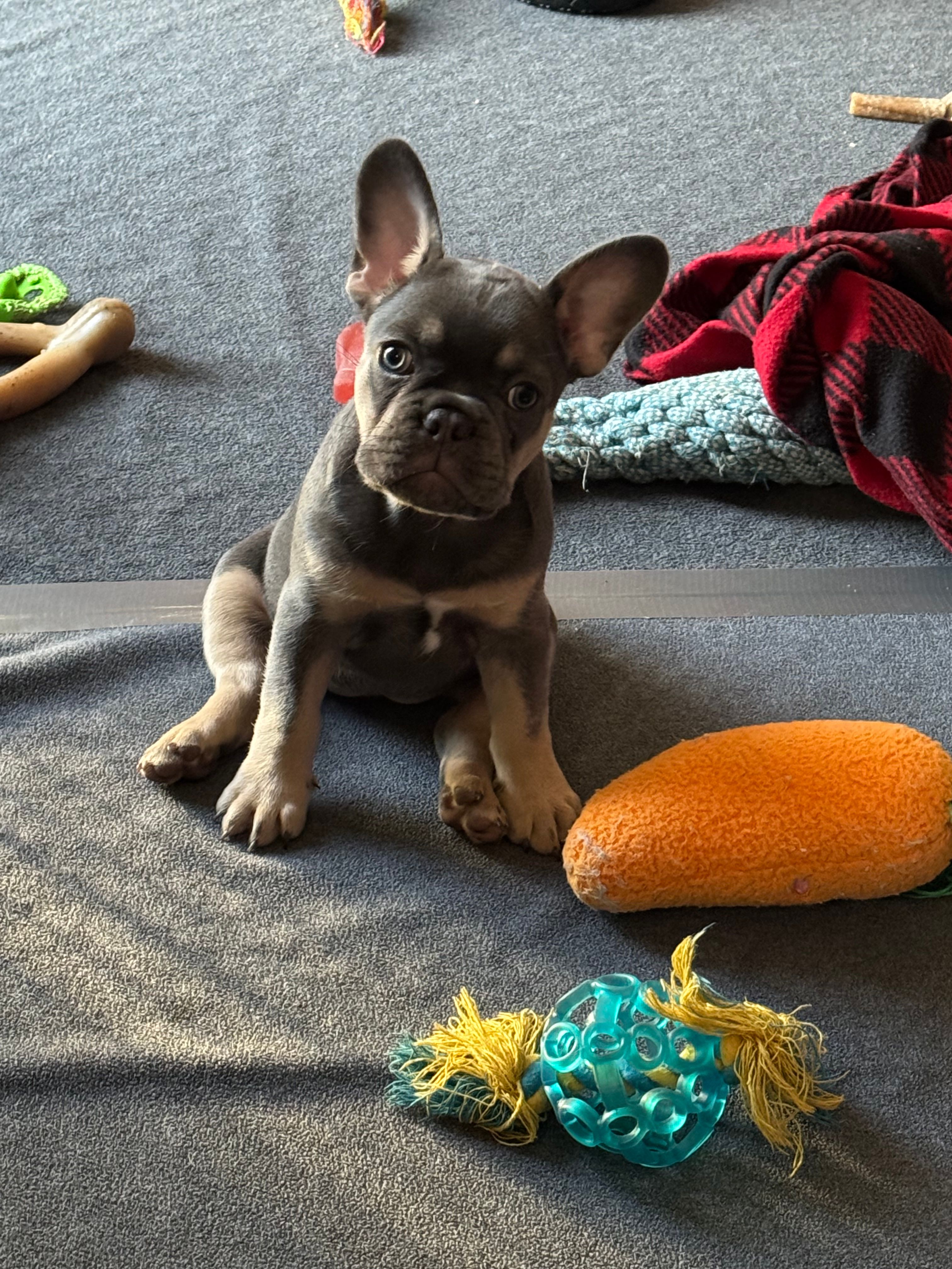 Muffin – French Bulldog puppy for sale in Mountain Grove, MO
