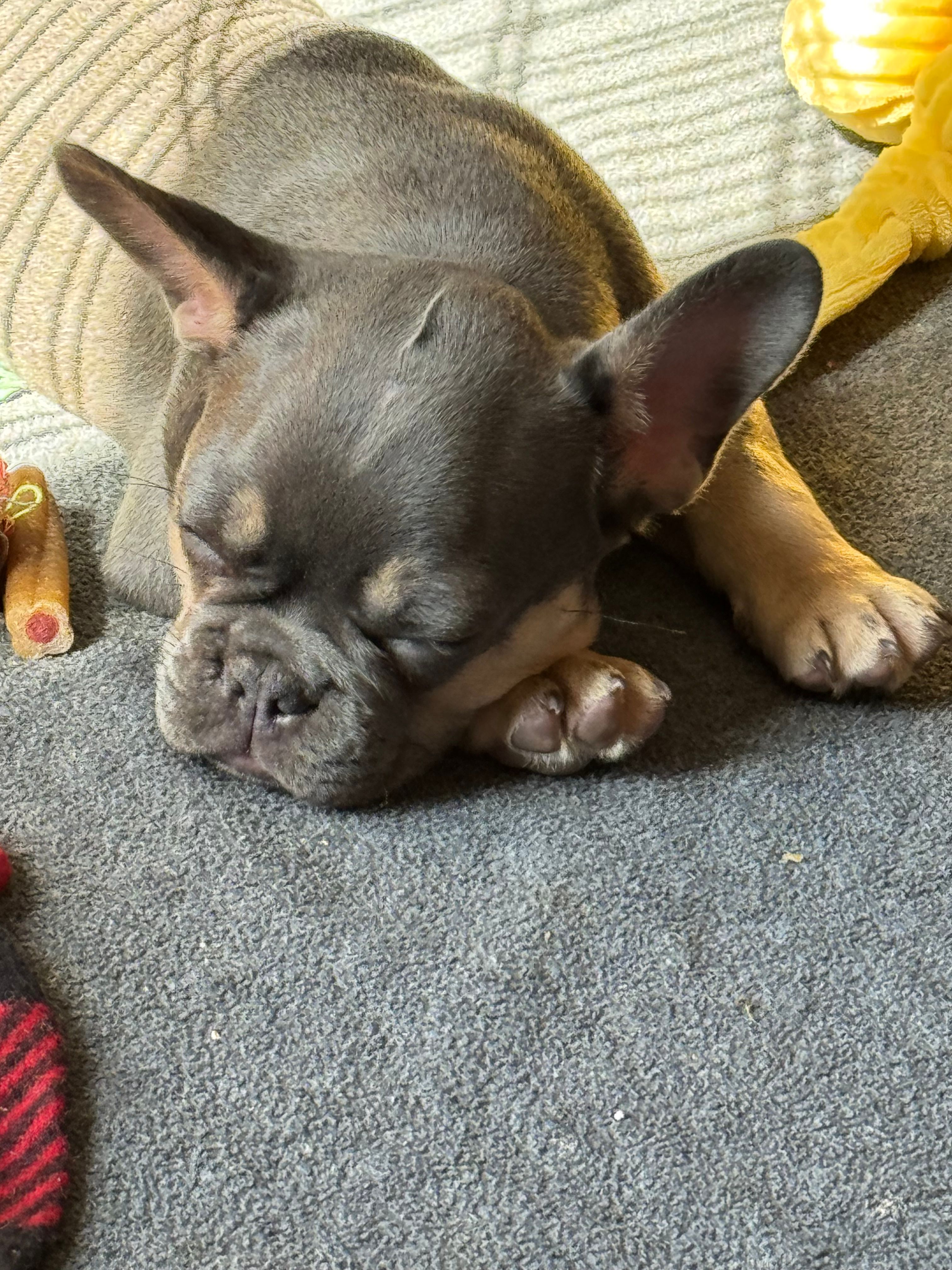 Muffin – French Bulldog puppy for sale in Mountain Grove, MO