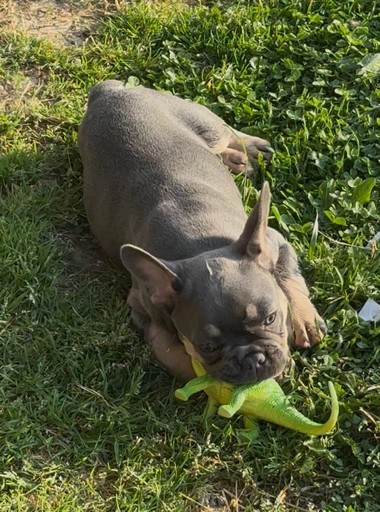 Muffin – French Bulldog puppy for sale in Mountain Grove, MO